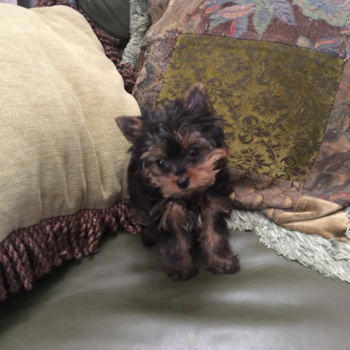 Funny Yorkshire Terrier Pup