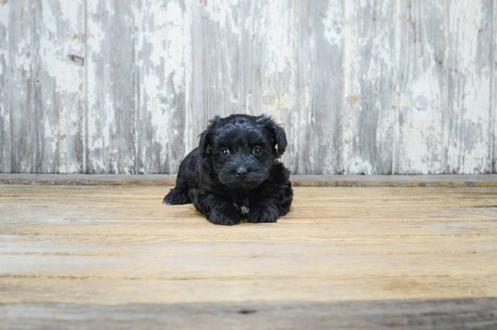 6 week yorkie poo puppies yorkie poo puppies for sale designer breed for sale in ohio 6 week yorkie poo puppies yorkie poo puppies for sale designer breed for sale in ohio
