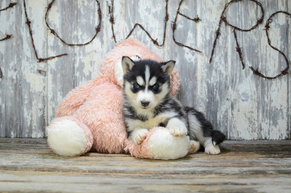 Siberian Husky Puppy for Adoption