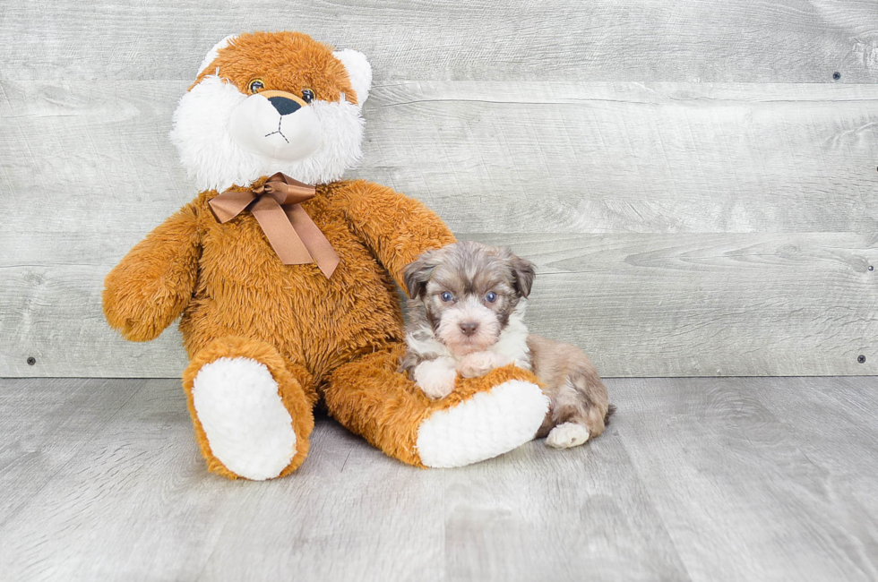 Havanese Puppies for Sale