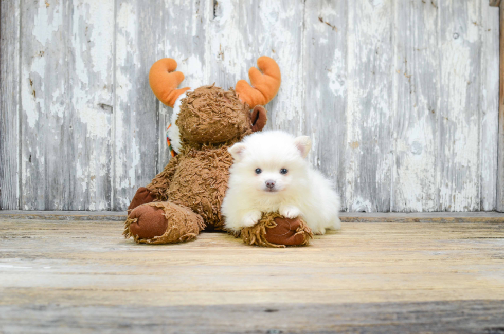 6 week pomeranian puppies pomeranian puppies for sale teacup breed pom puppies for sale in ohio 6 week pomeranian puppies pomeranian puppies for sale teacup breed pom puppies for sale in ohio