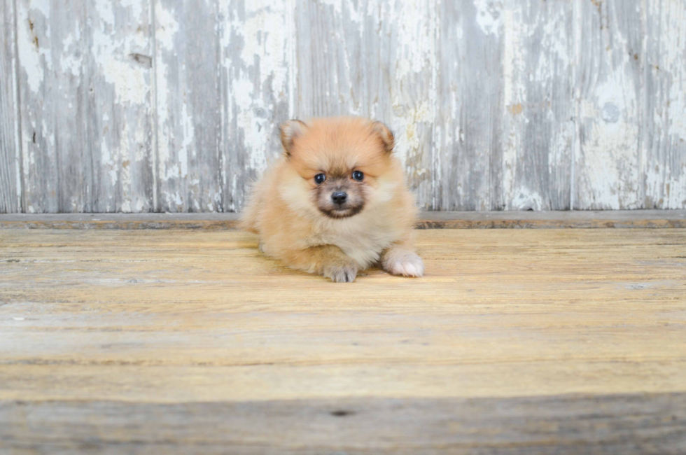 teacup pomeranians for sale in ohio pomeranian puppies for sale teacup breed pom puppies for sale in ohio teacup pomeranians for sale in ohio pomeranian puppies for sale teacup breed pom puppies for sale in ohio