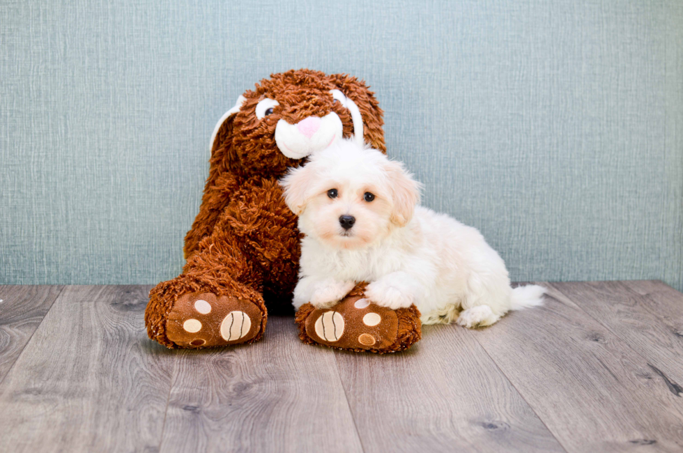 Havanese Puppies For Sale 