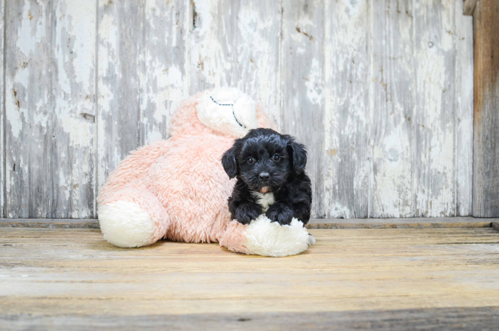 Yorkie Poo puppies for sale Designer dog breed for sale in Ohio