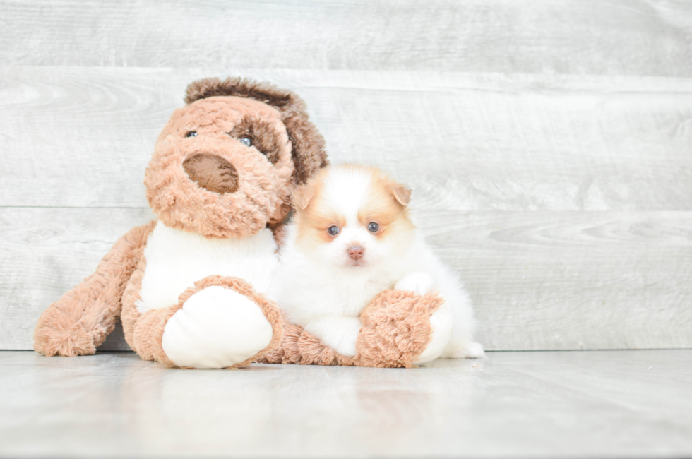 Pomeranian puppies for sale Teacup breed Pom puppies for sale in Ohio