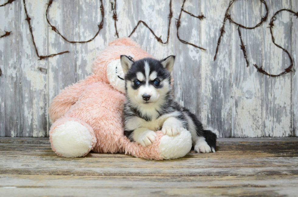 Cute Siberian Husky Mix Puppy