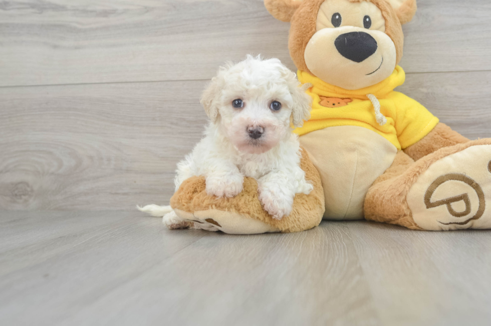 6 week old Havapoo Puppy For Sale - Premier Pups