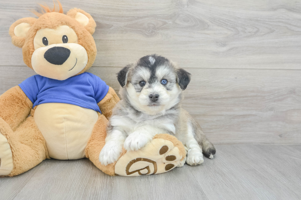 9 week old Mini Huskydoodle Puppy For Sale - Premier Pups