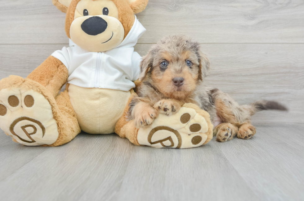 10 week old Mini Labradoodle Puppy For Sale - Premier Pups