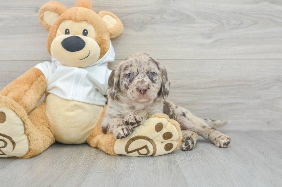 6 week old Mini Labradoodle Puppy For Sale - Premier Pups