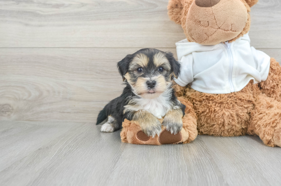 5 week old Morkie Puppy For Sale - Premier Pups