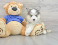 11 week old Pomsky Puppy For Sale - Premier Pups