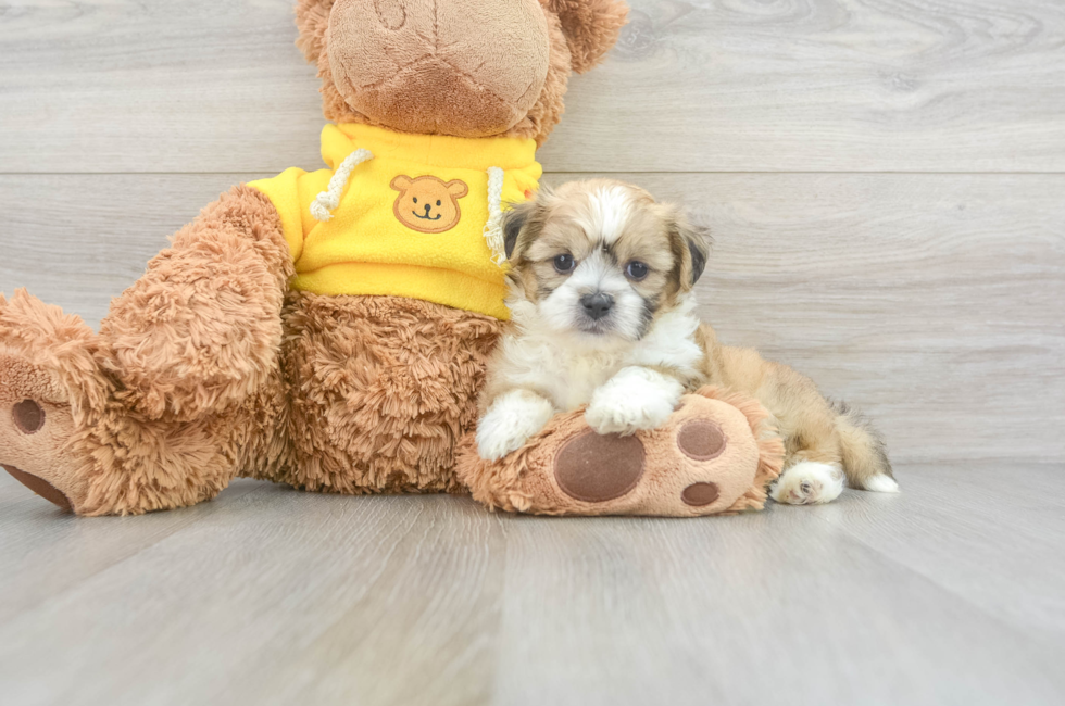 6 week old Teddy Bear Puppy For Sale - Premier Pups