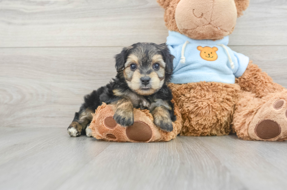5 week old Yorkie Chon Puppy For Sale - Premier Pups