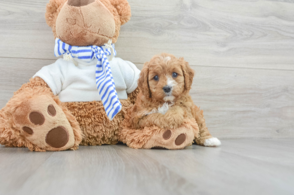 6 week old Cavapoo Puppy For Sale - Premier Pups