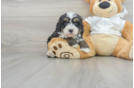 Little Mini Berniedoodle Poodle Mix Puppy