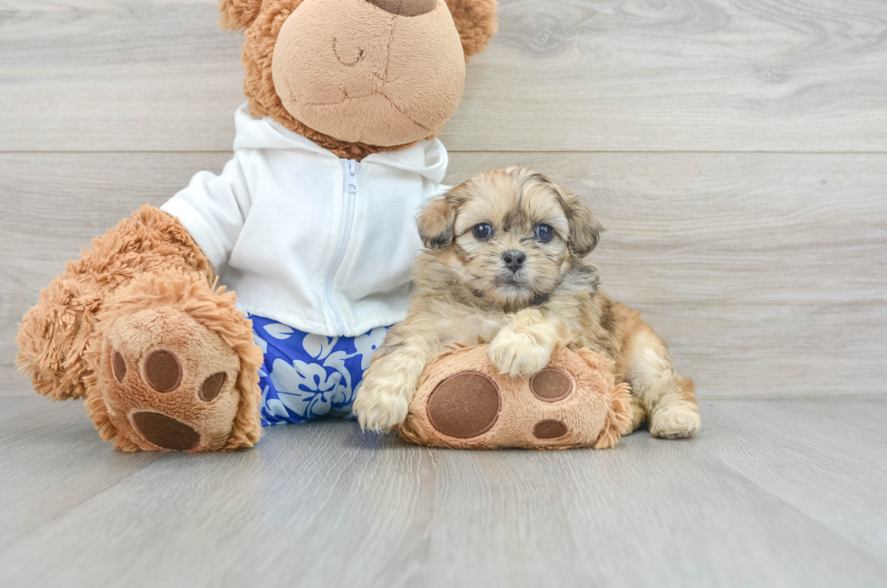 5 week old Shih Poo Puppy For Sale - Premier Pups
