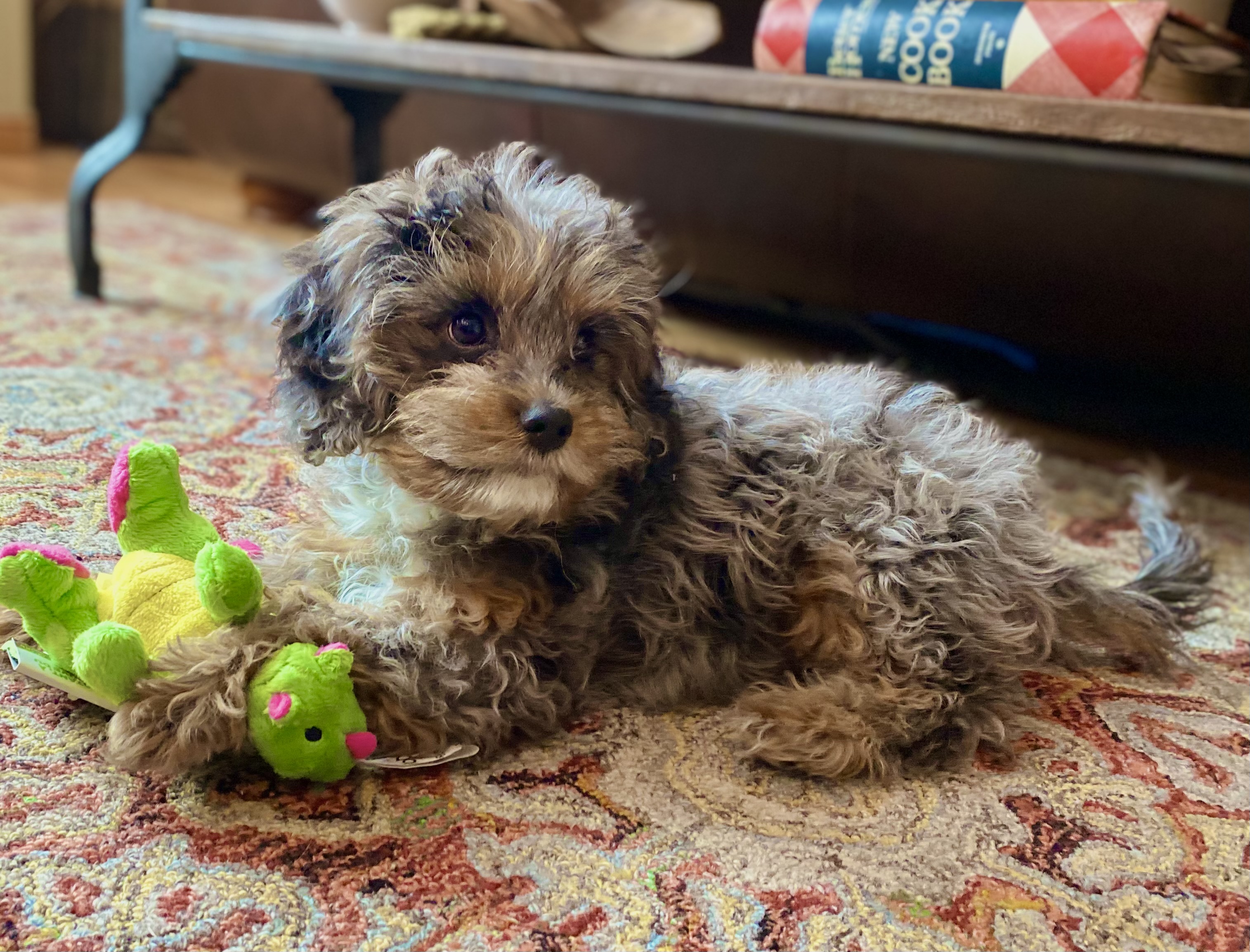 Smart Cavapoo Francisco: 4lb 2oz Doodle Puppy