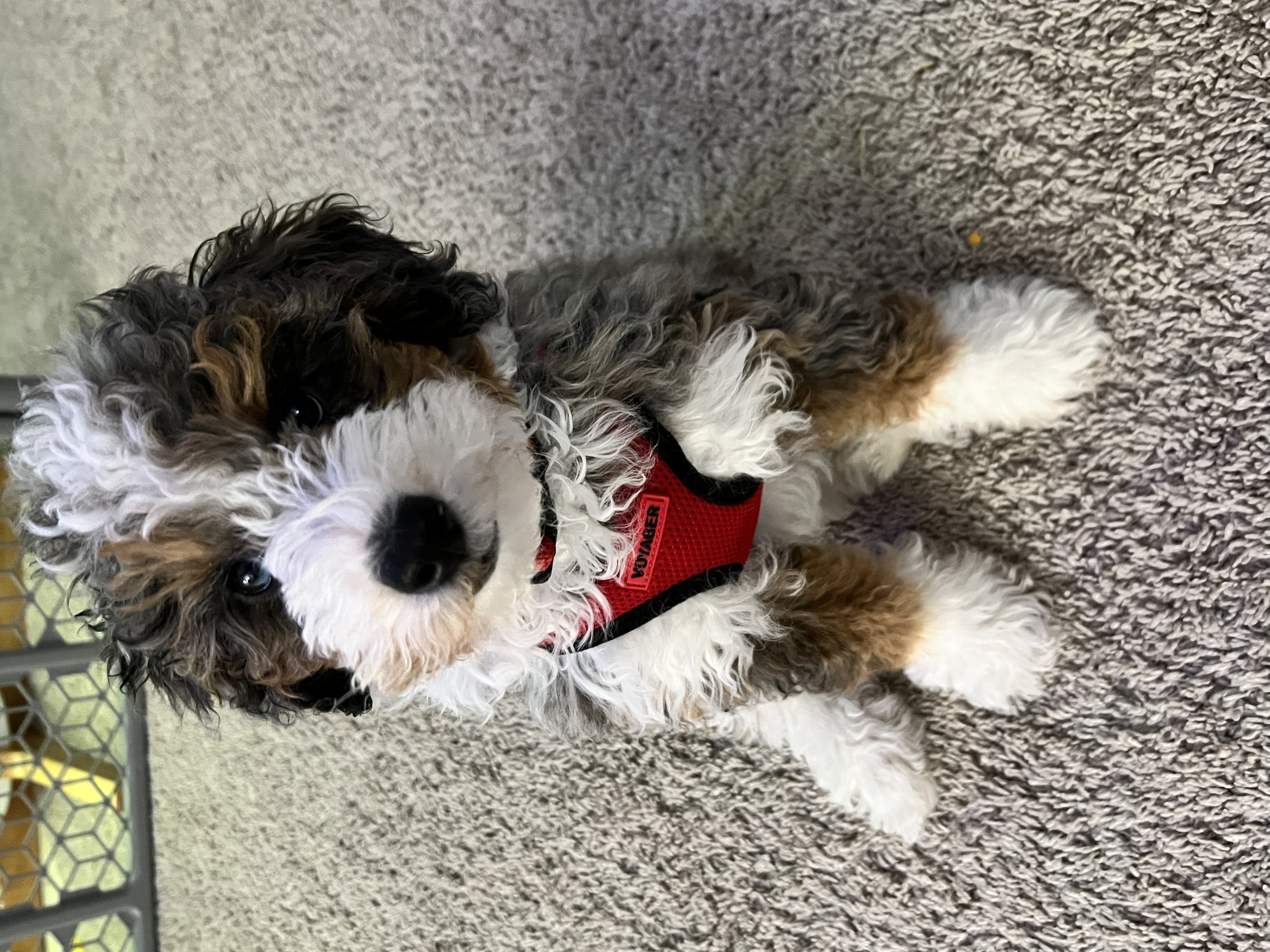 F1b mini hot sale bernedoodle