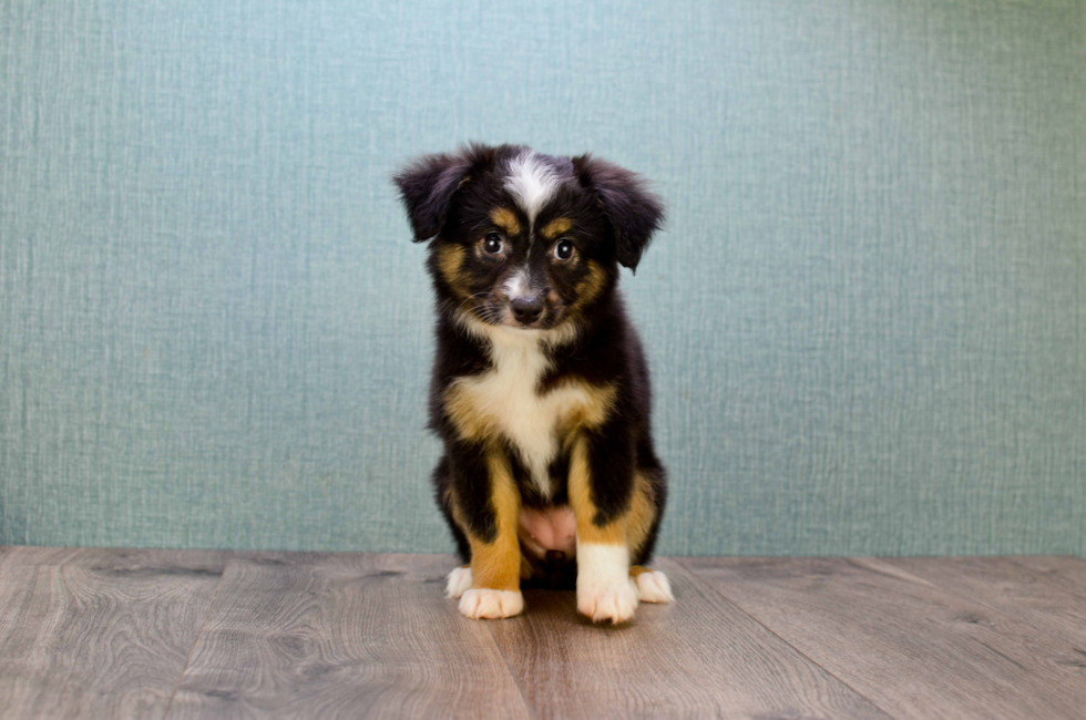 Mini Australian Shepherd