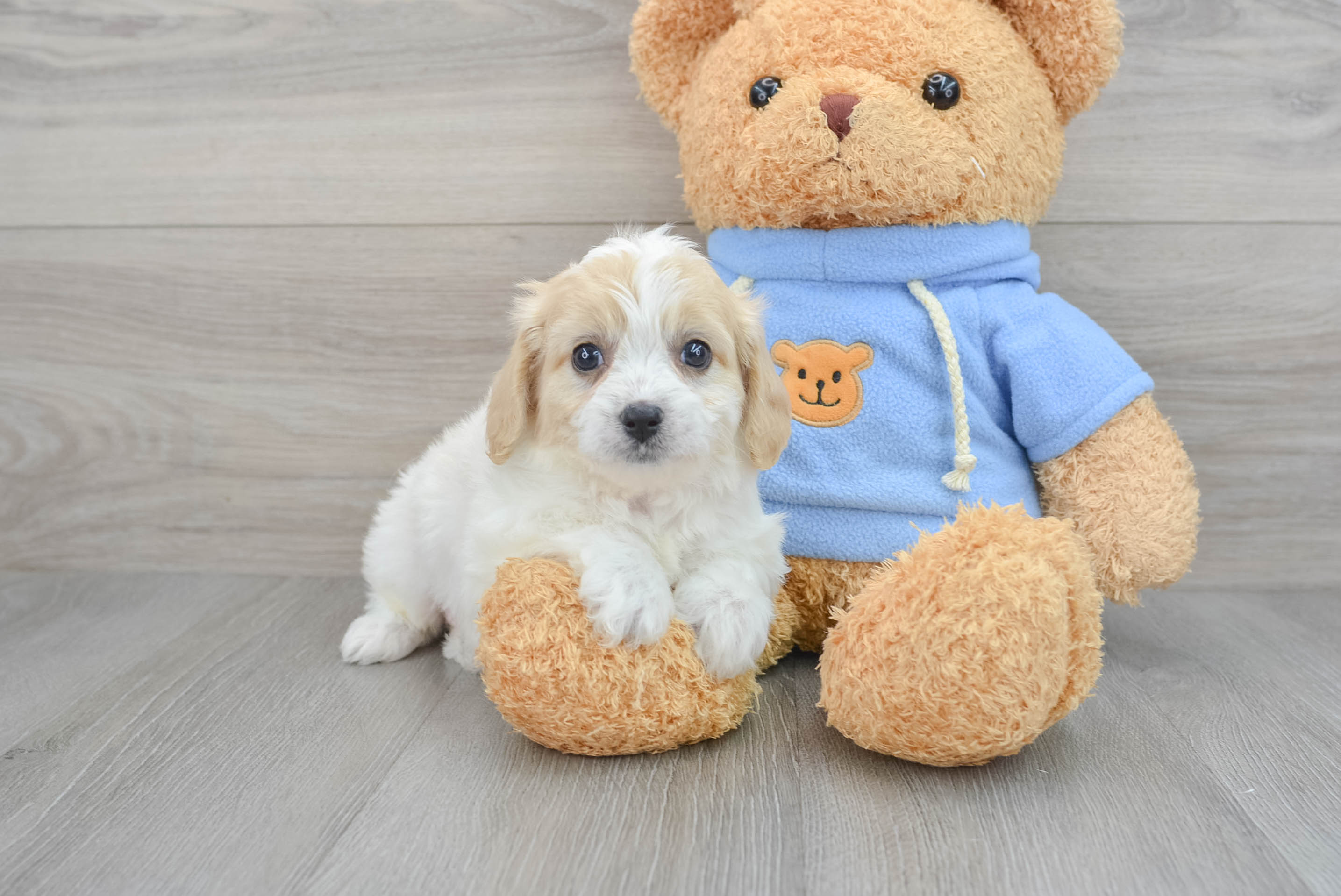 cavachon teddy bear