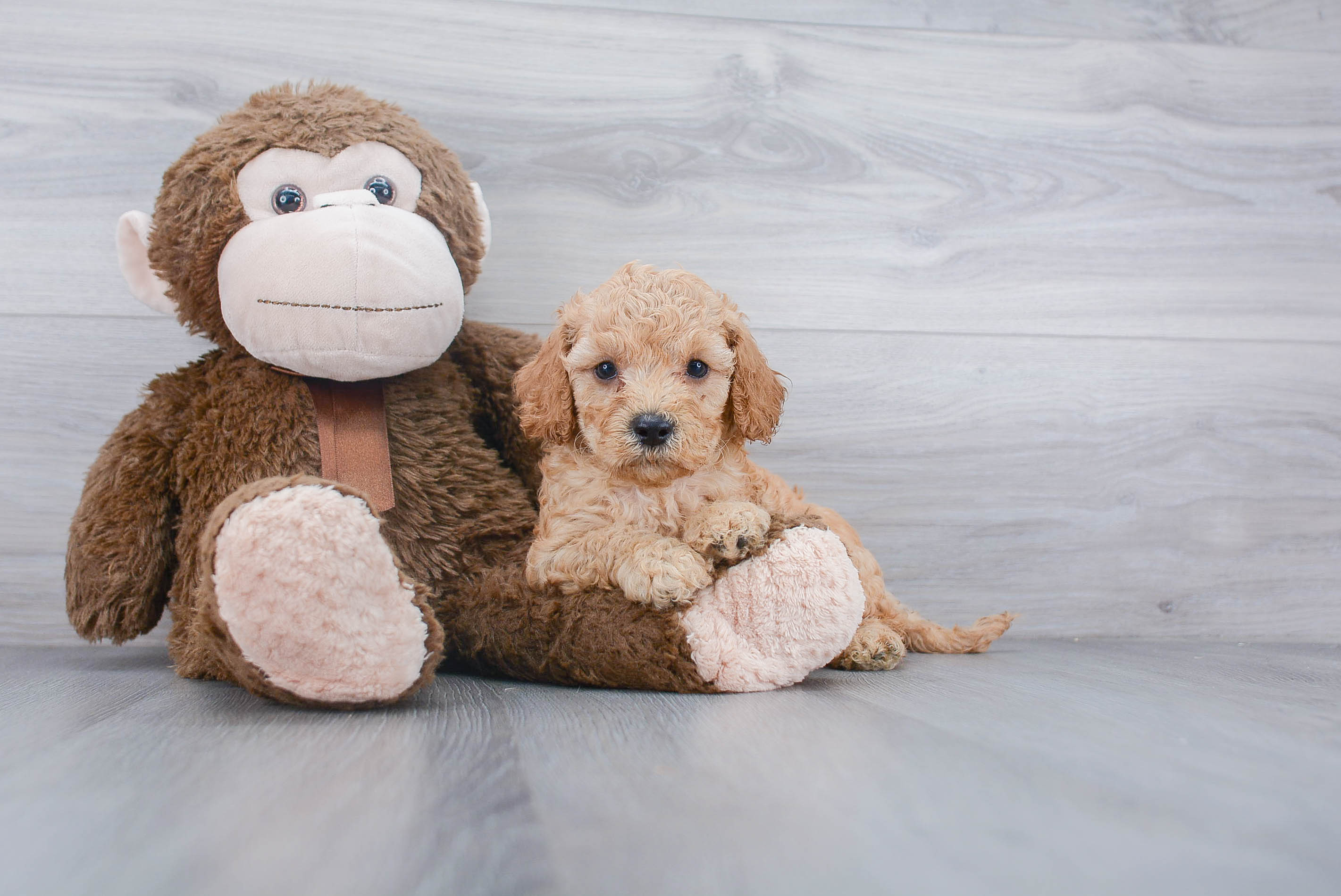 cajun toy puppies