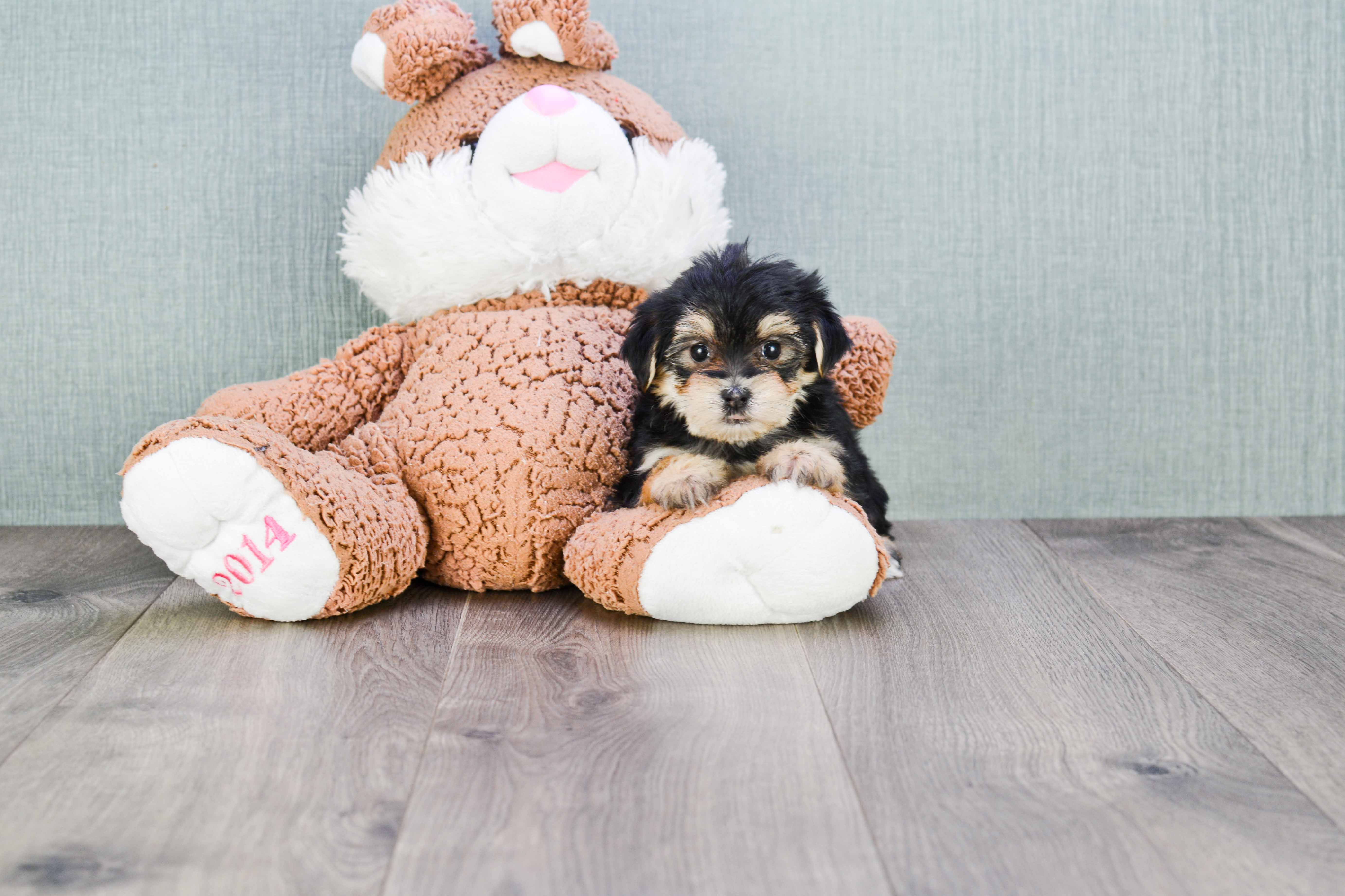 Morkie Sophie: 1lb 11oz Designer Puppy