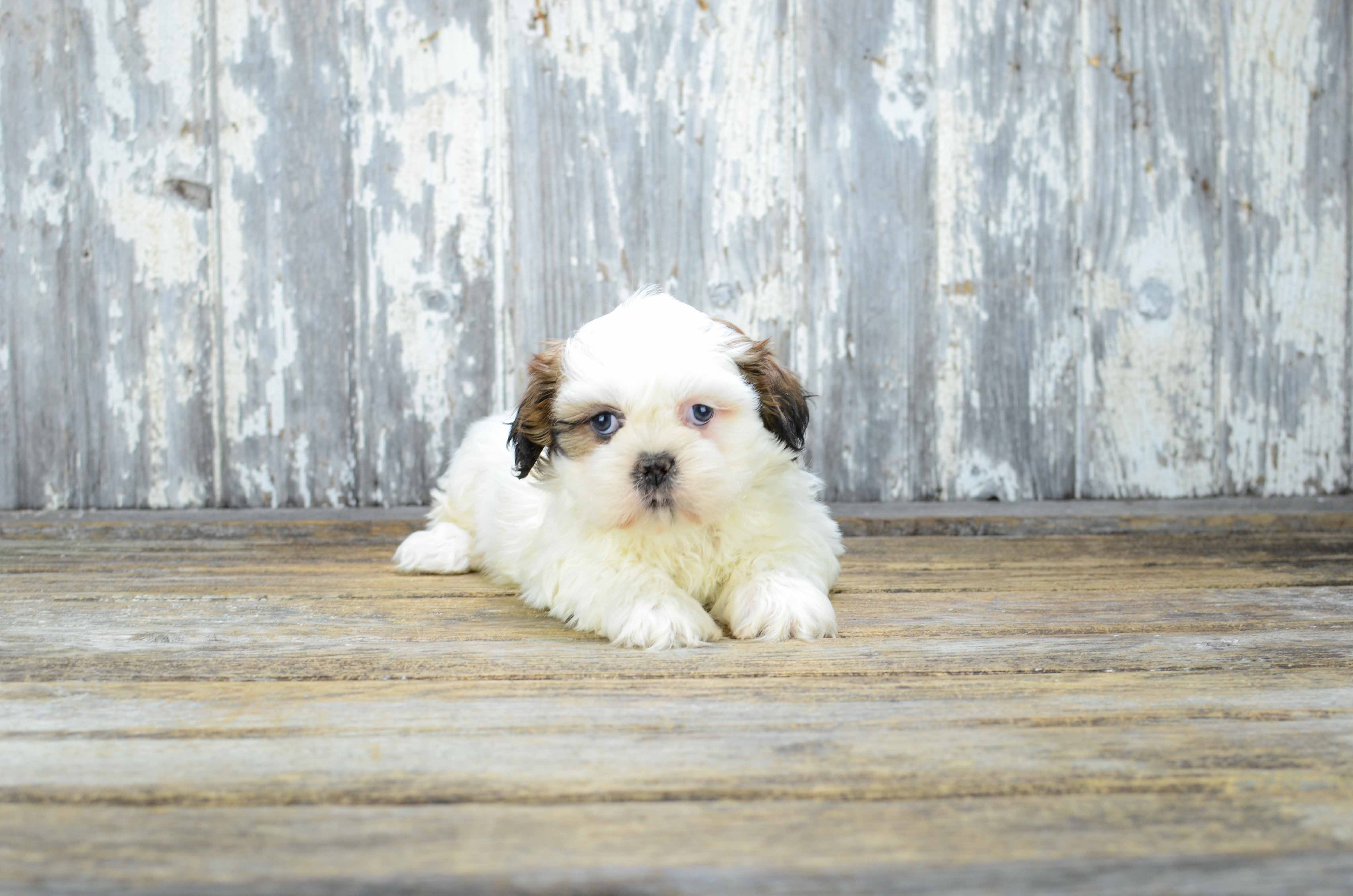 Cute Teddy Bear Marty: 2lb 4oz Designer Puppy