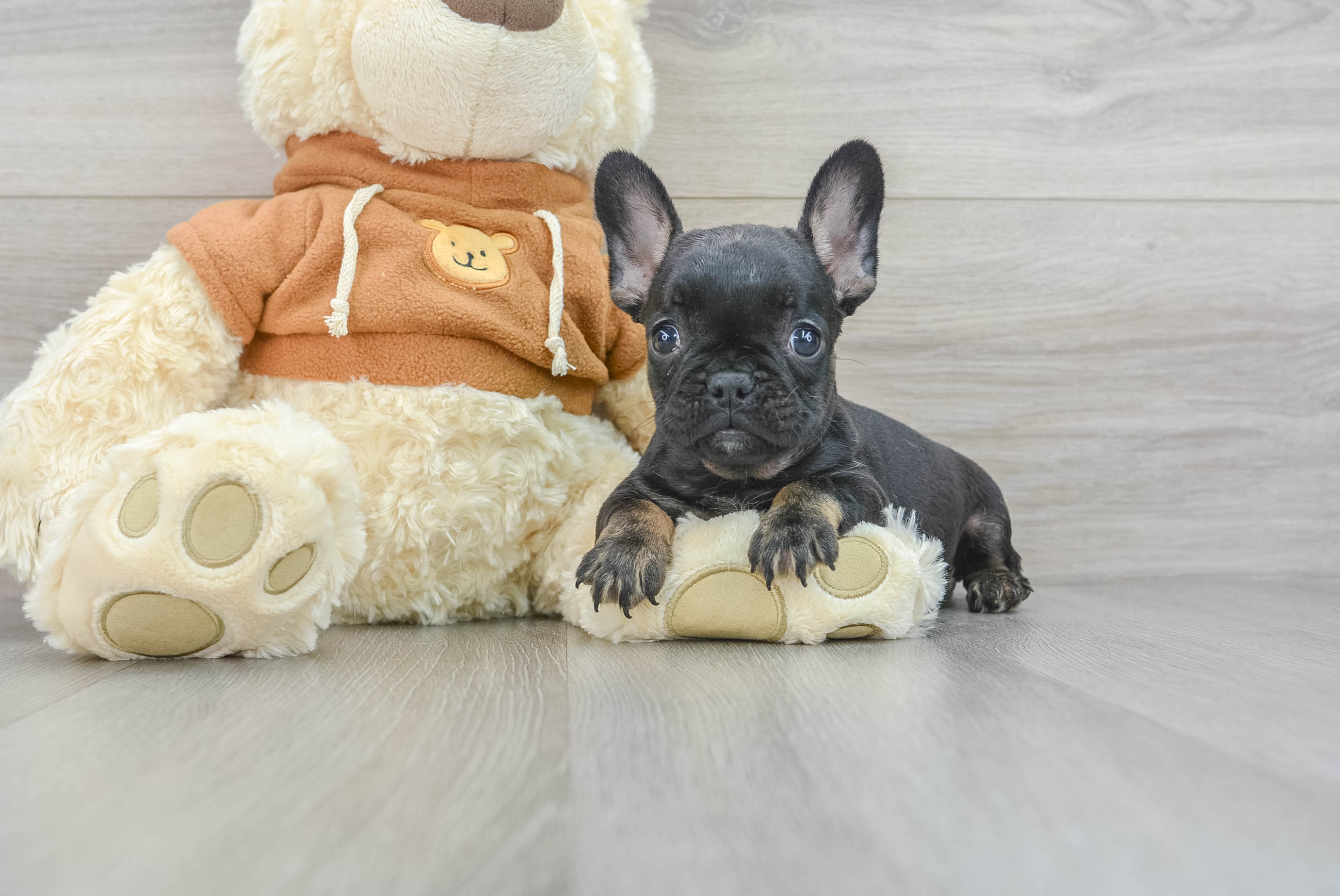 Joyful 2024 teacup frenchies