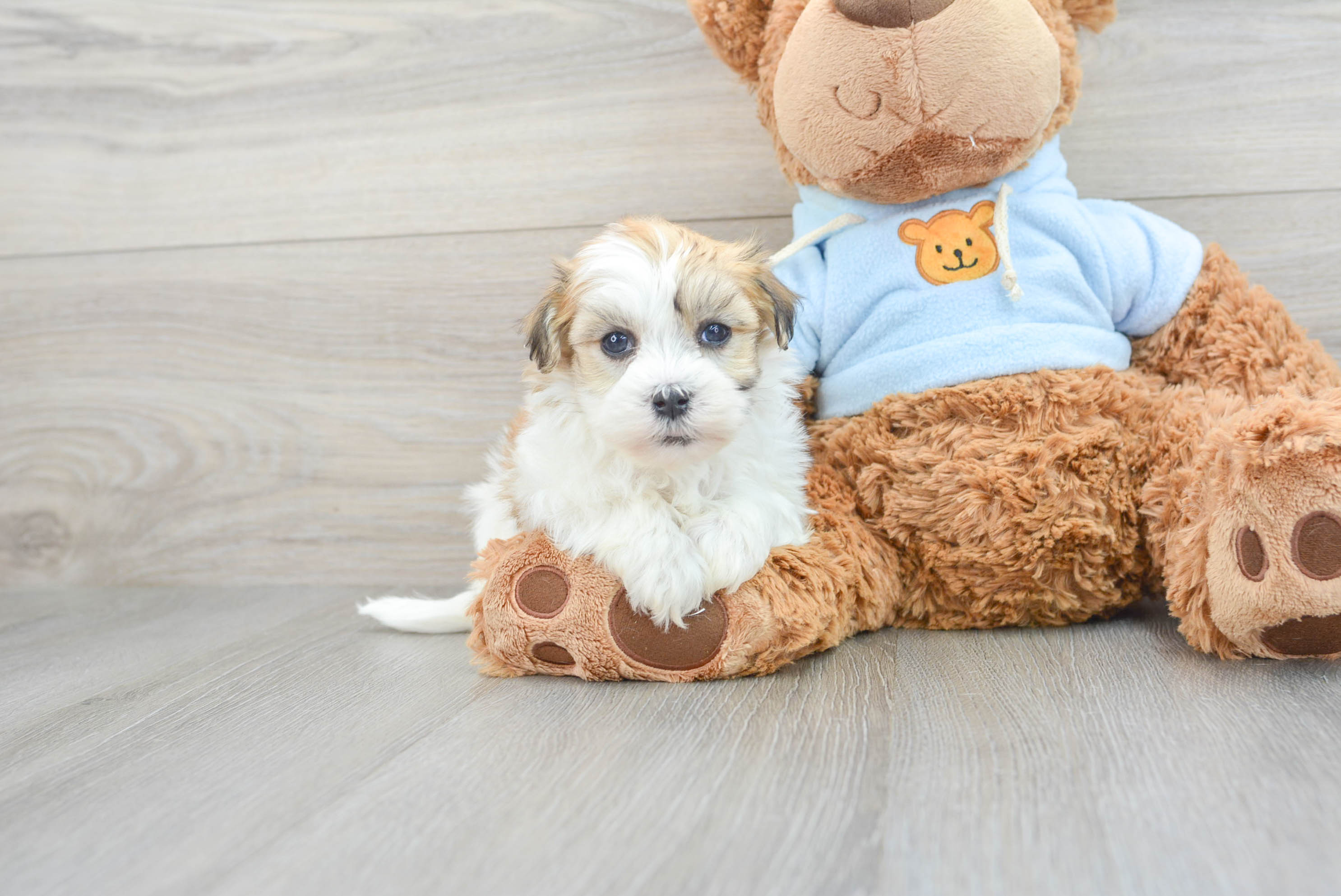 havanese teddy bear