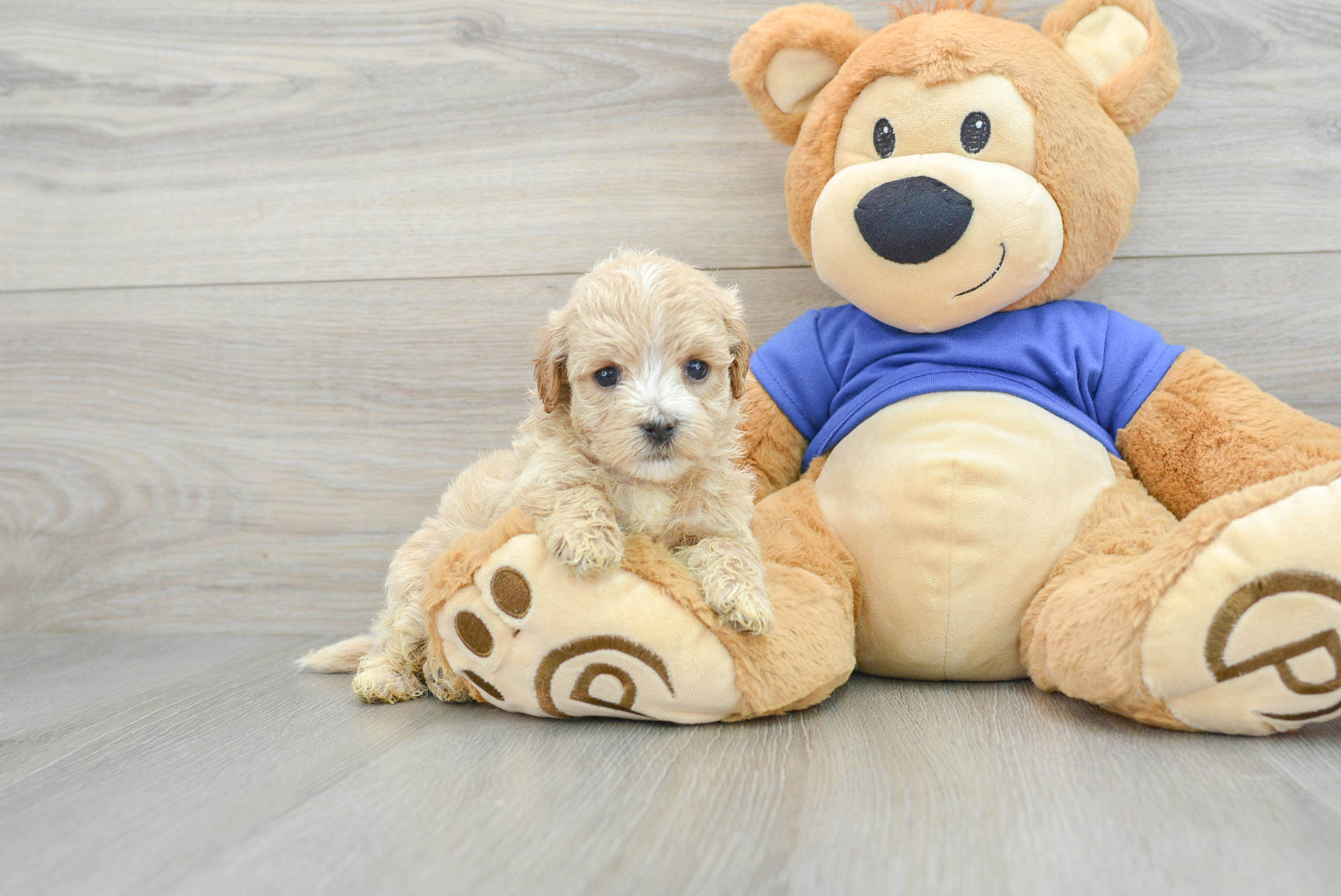 teddy maltipoo