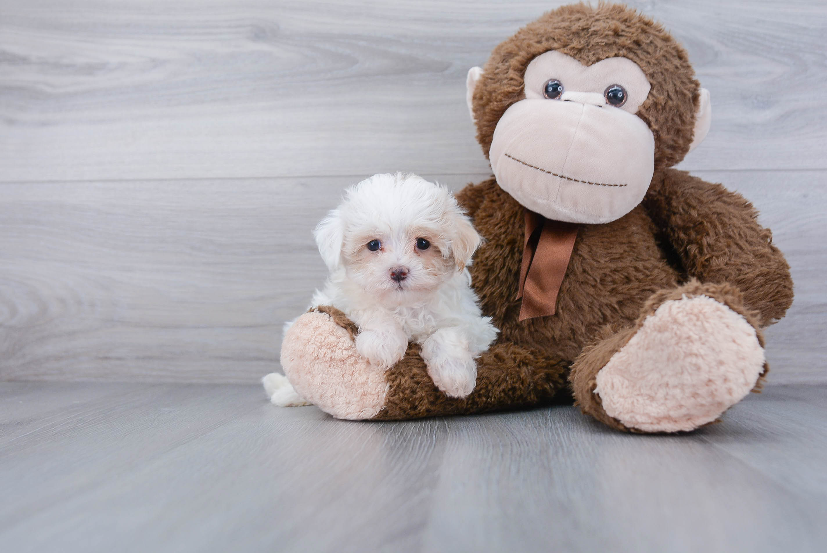 Fluffy Maltipoo Nolan: 2lb 2oz Doodle Puppy