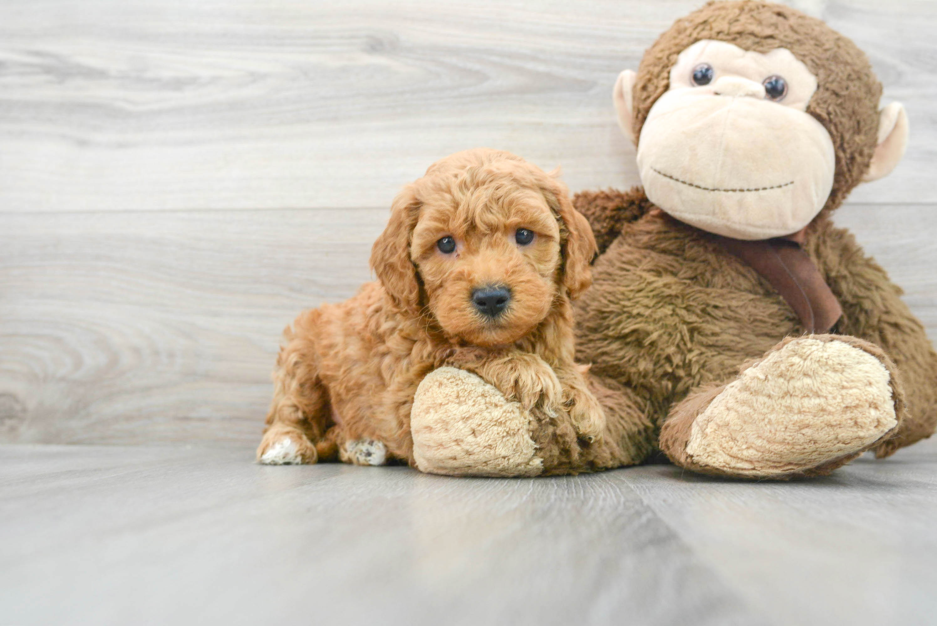 Standard, Toy & Mini: Goldendoodle Difference - Premier Pups - Premier Pups