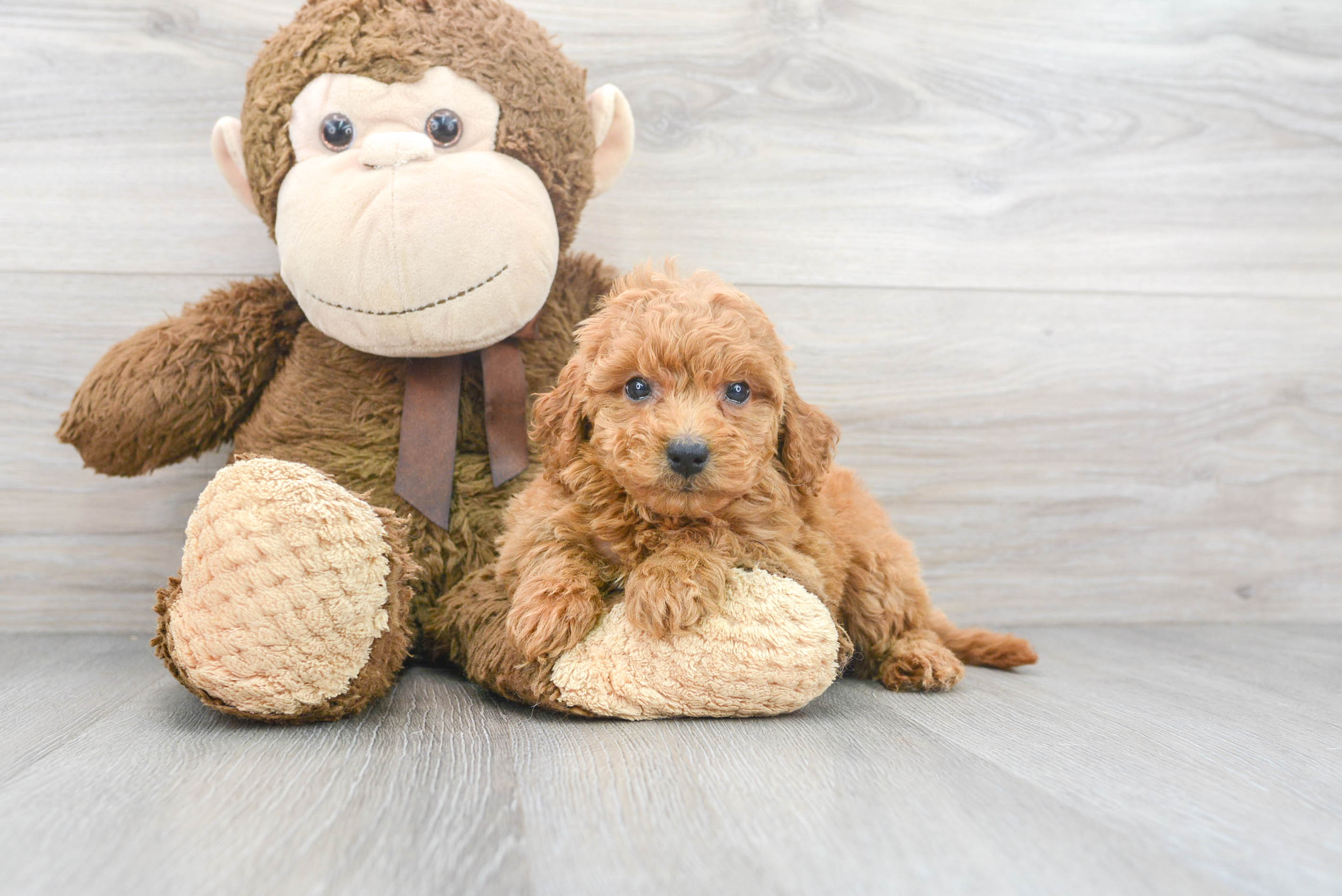 Standard, Toy & Mini: Goldendoodle Difference - Premier Pups - Premier Pups