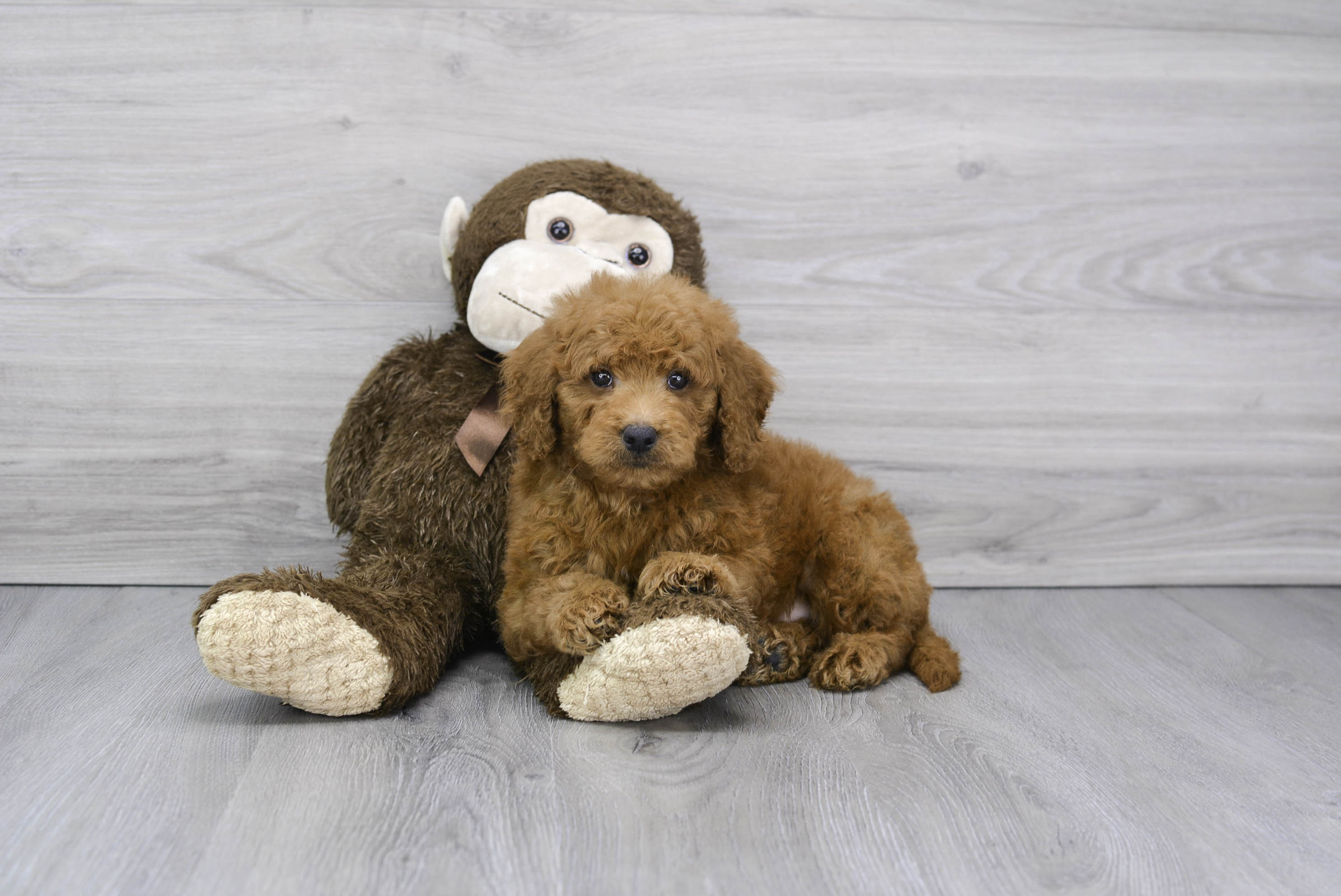 Standard, Toy & Mini: Goldendoodle Difference - Premier Pups - Premier Pups