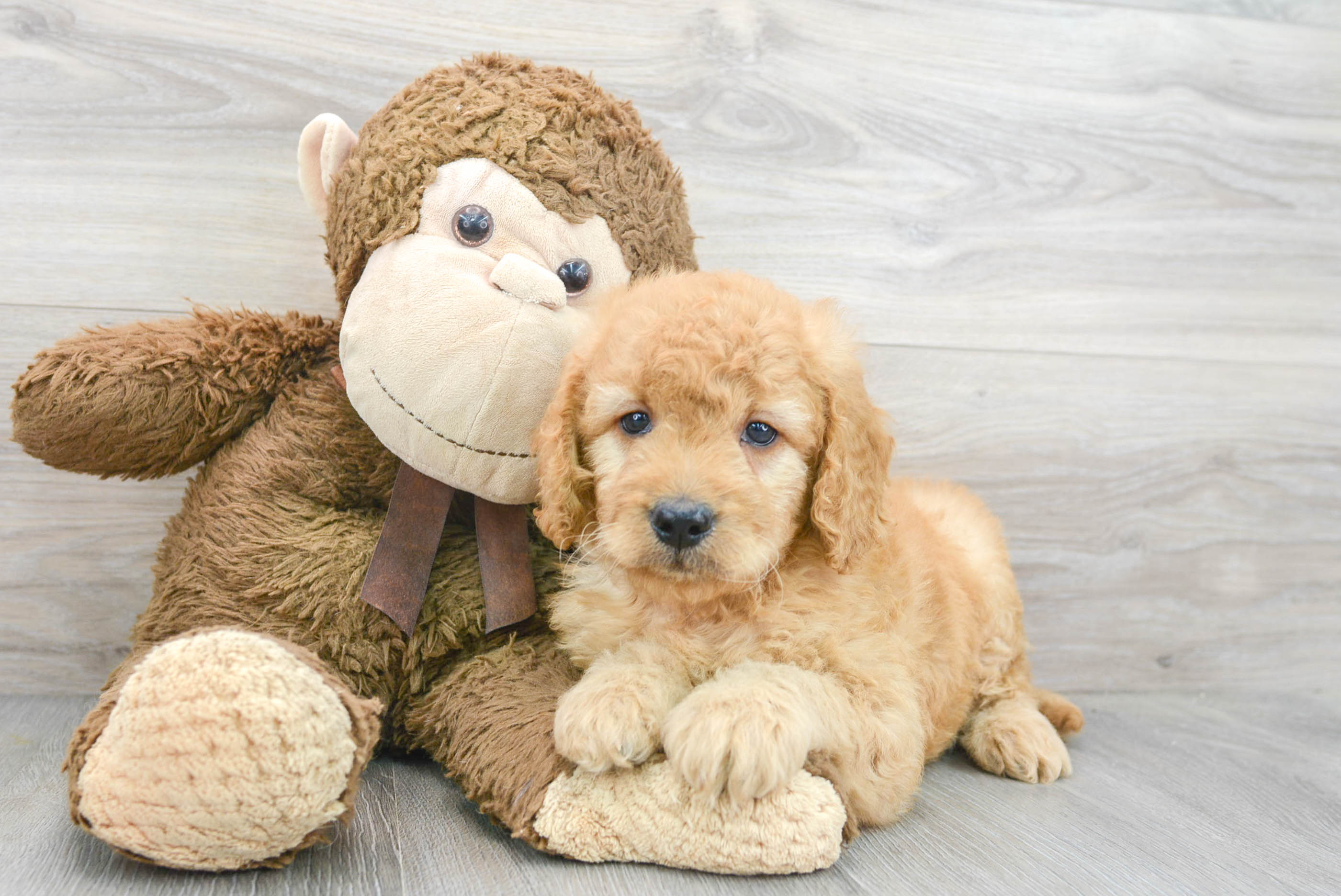 The Toy Goldendoodle: The Perfect Pet for Your Family? - Taglec