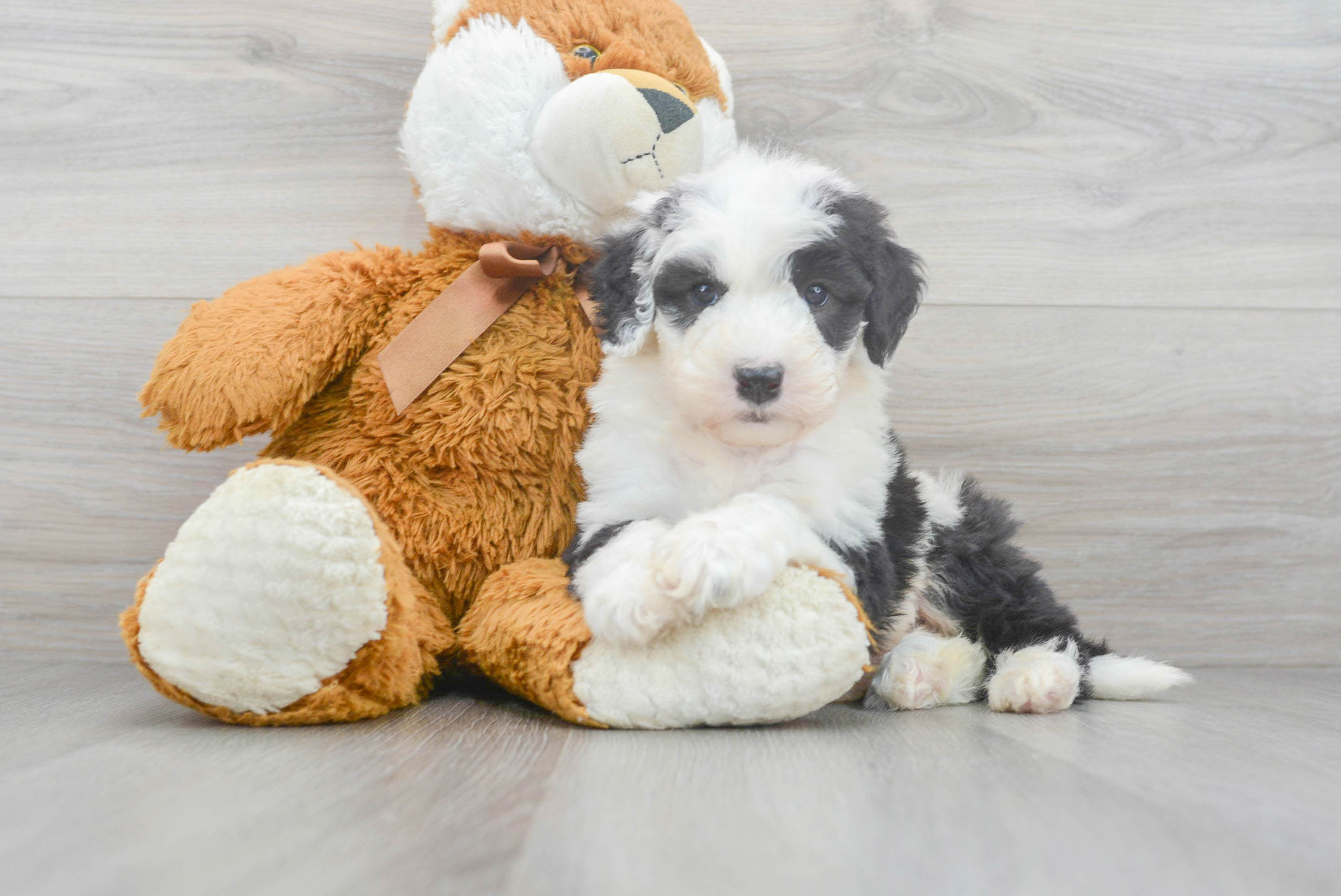 Toy sheepadoodle hot sale