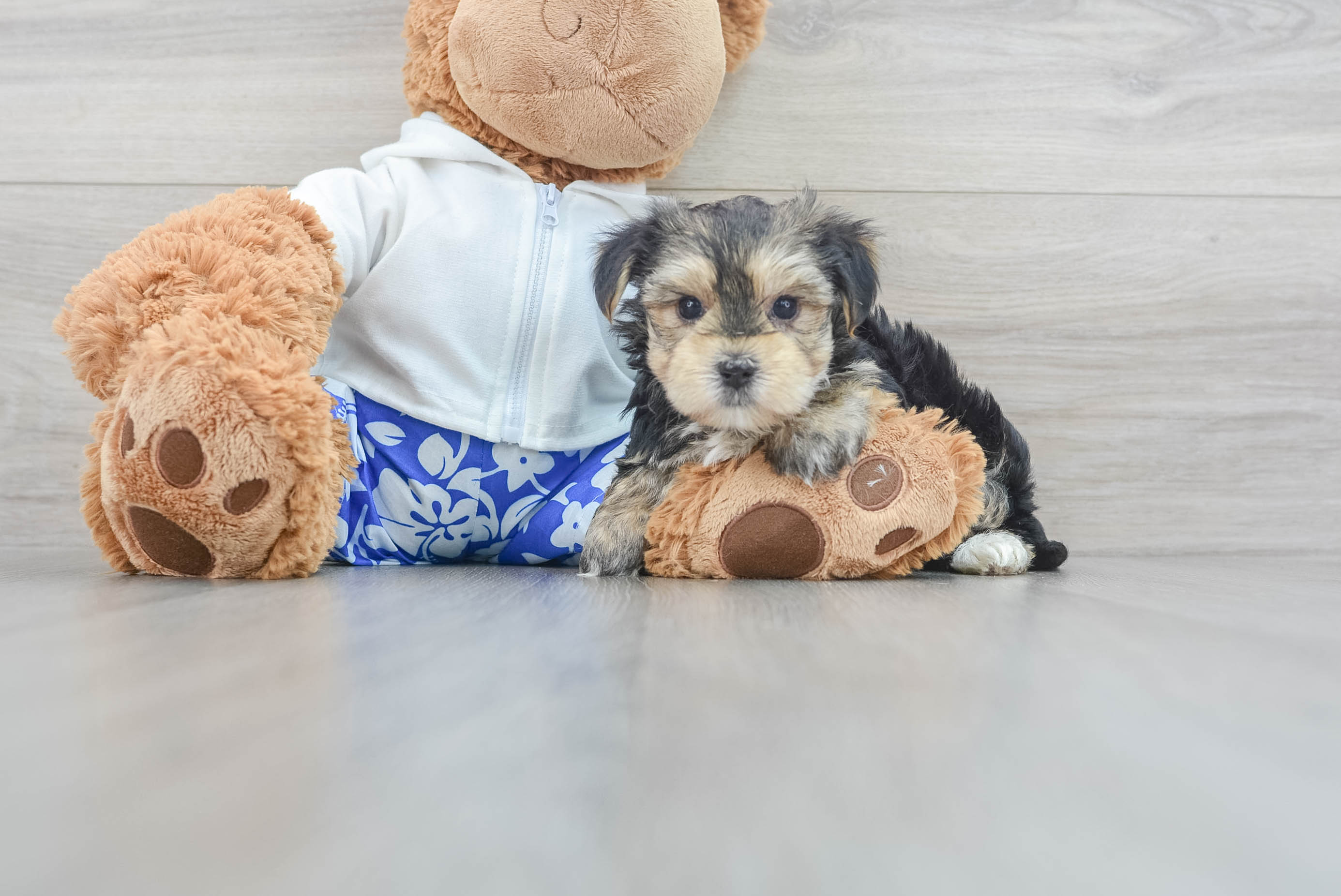 Morkie teddy cheap bear dog