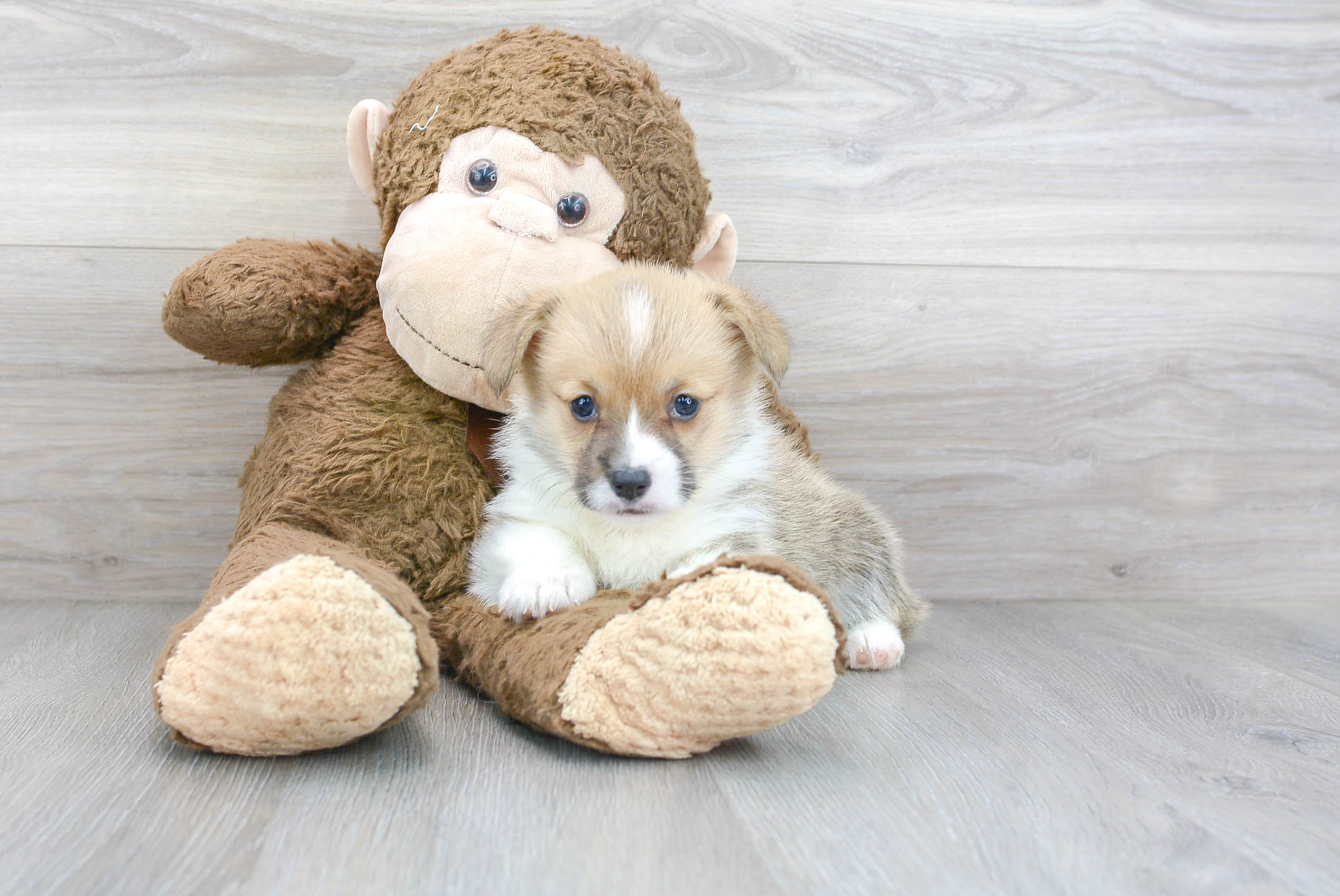 Corgis Abby, Judge & Gus  Welsh corgi puppies, Corgi, Pembroke