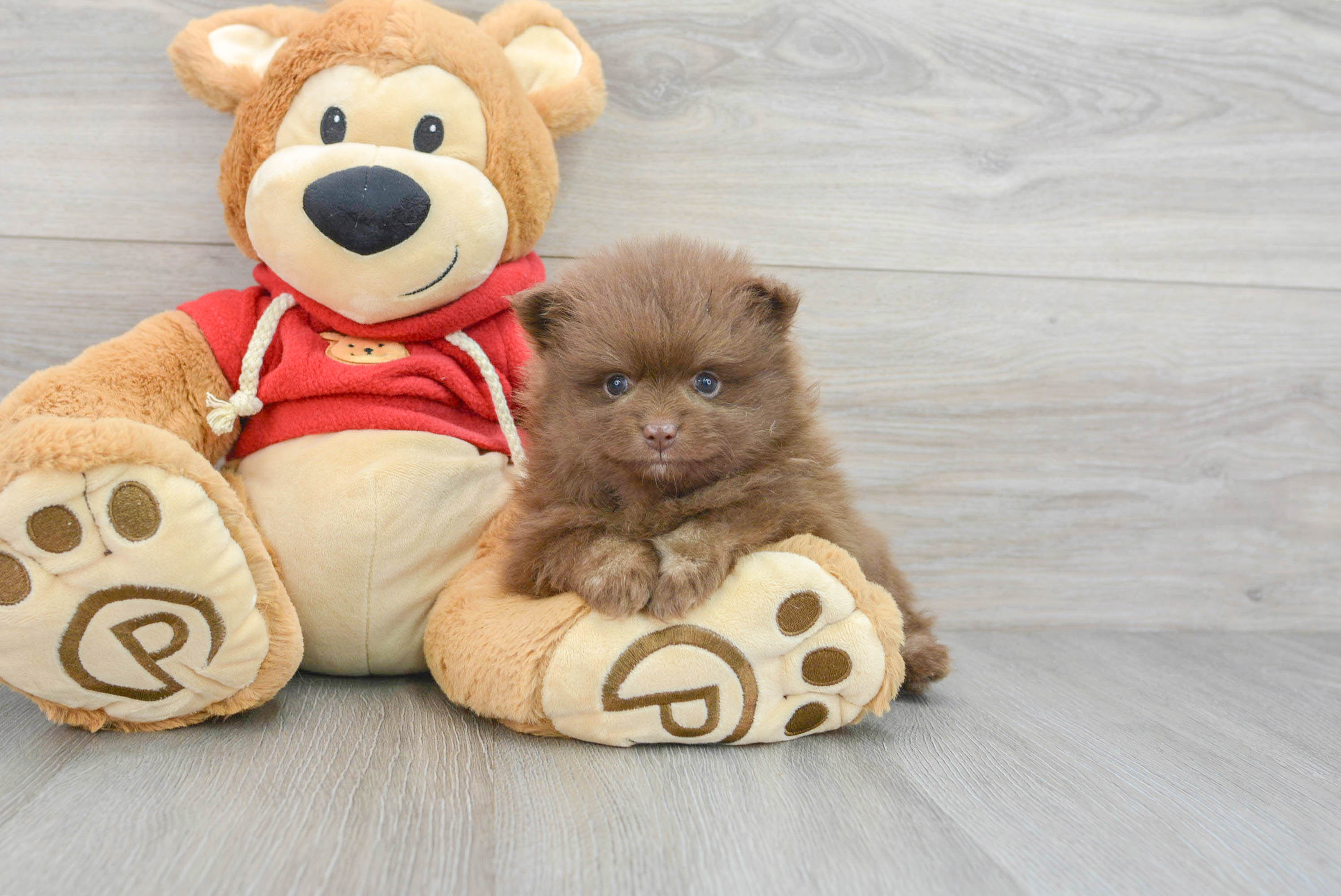 Chocolate pomeranian hot sale bear