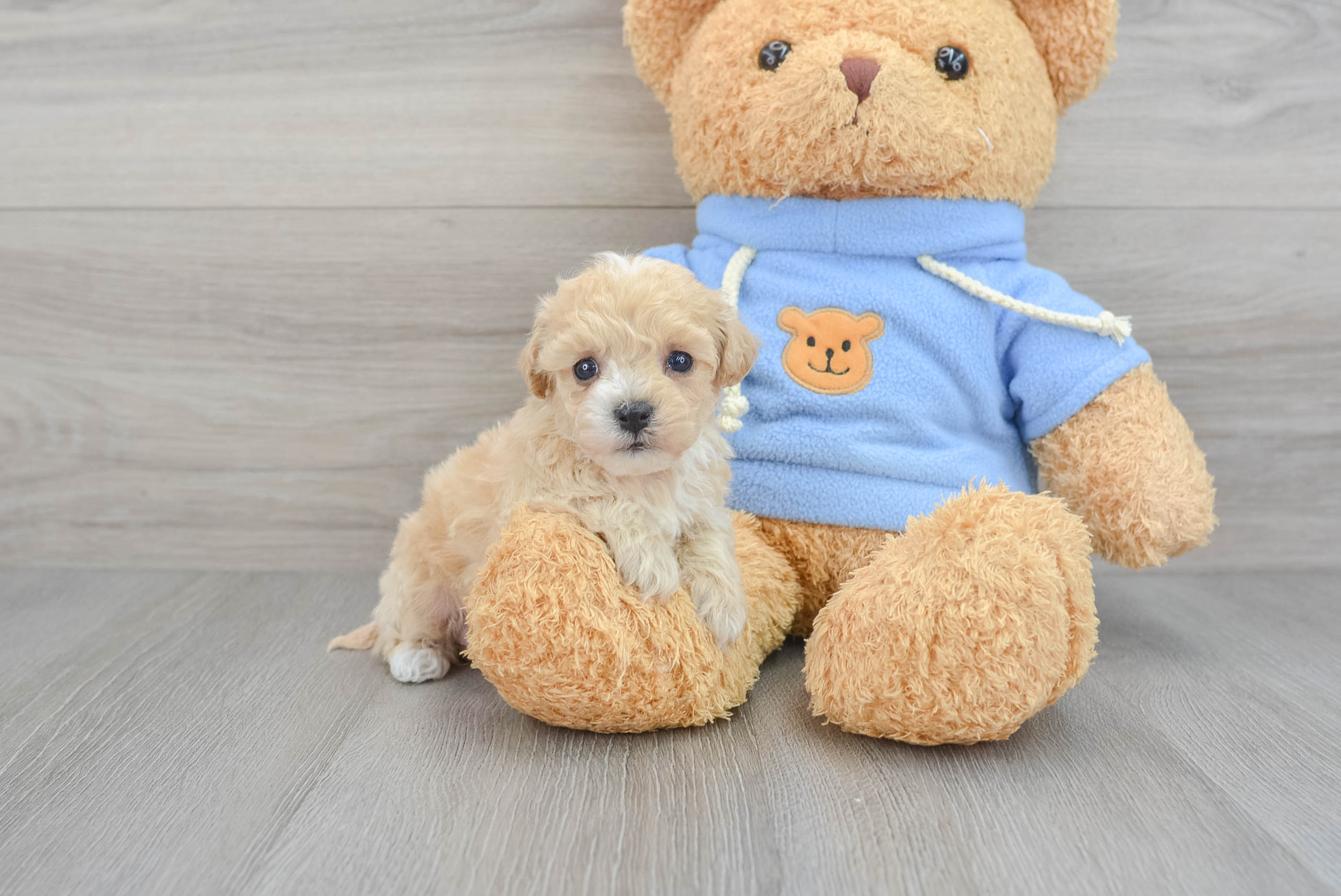 Poochon adoption hot sale