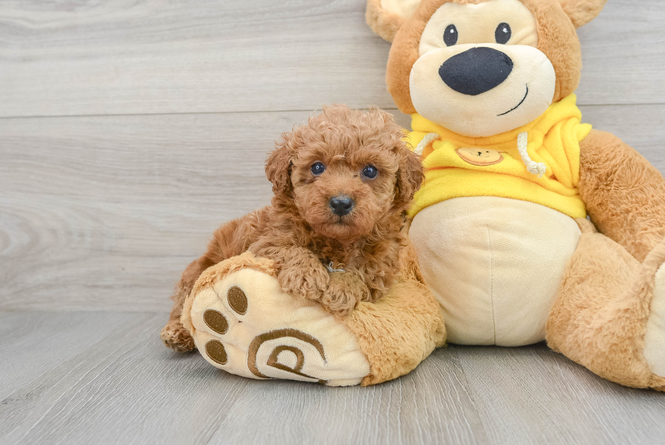 Ginger store poodle puppy