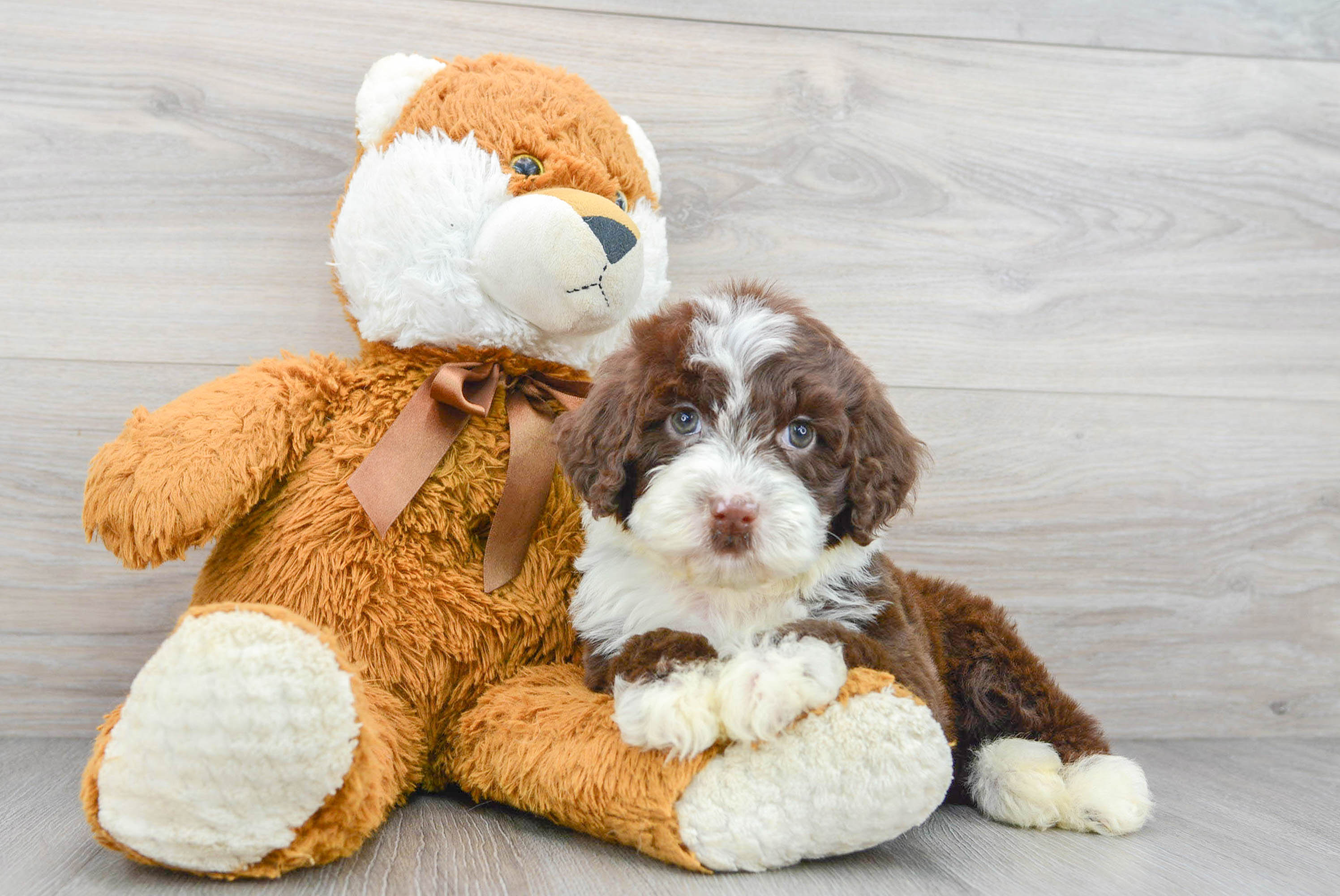 Adorable Portuguese Water Dog Mandalorian 6lb 4oz Purebred Puppy