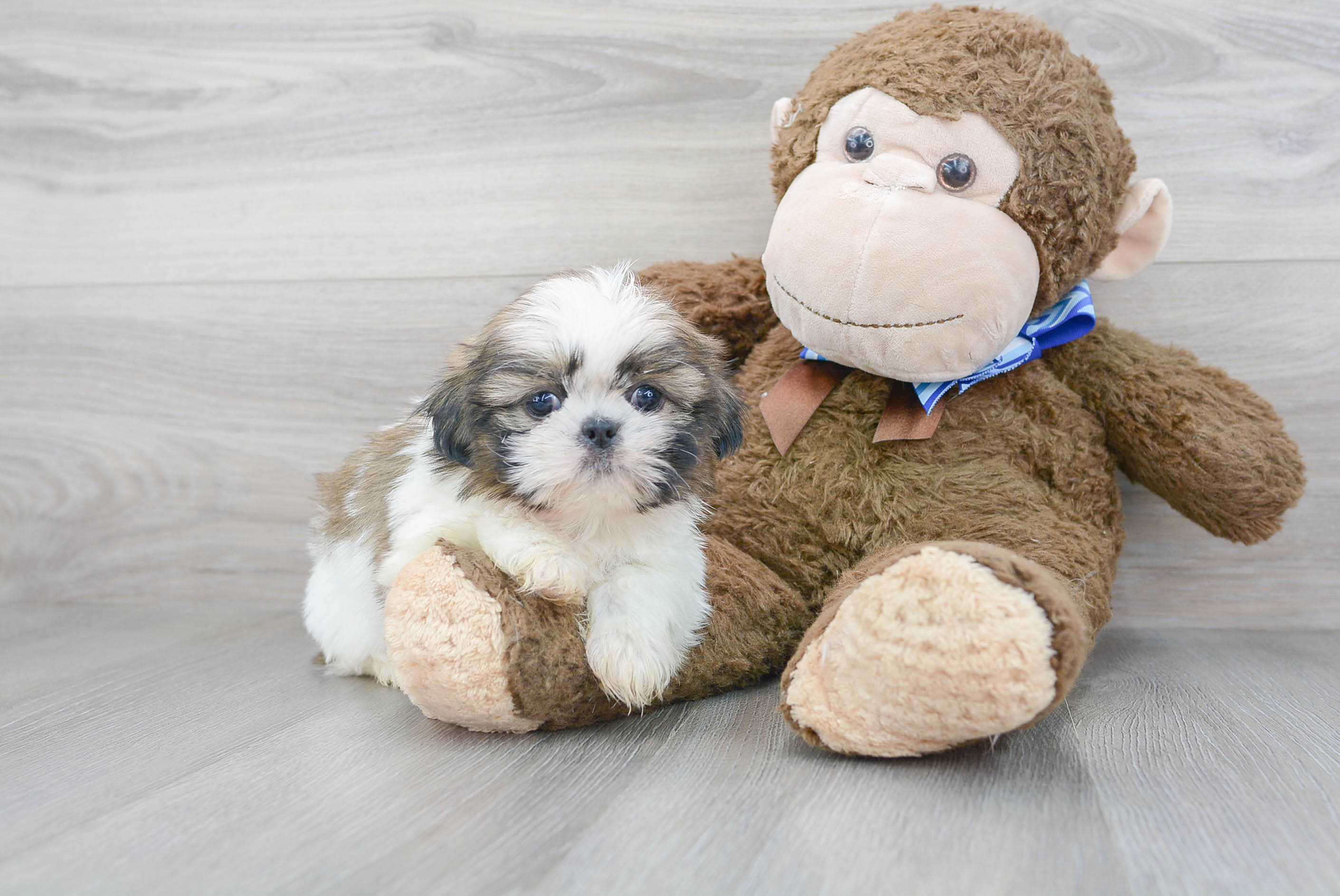 Truffle - the Shih Tzu, New Toy