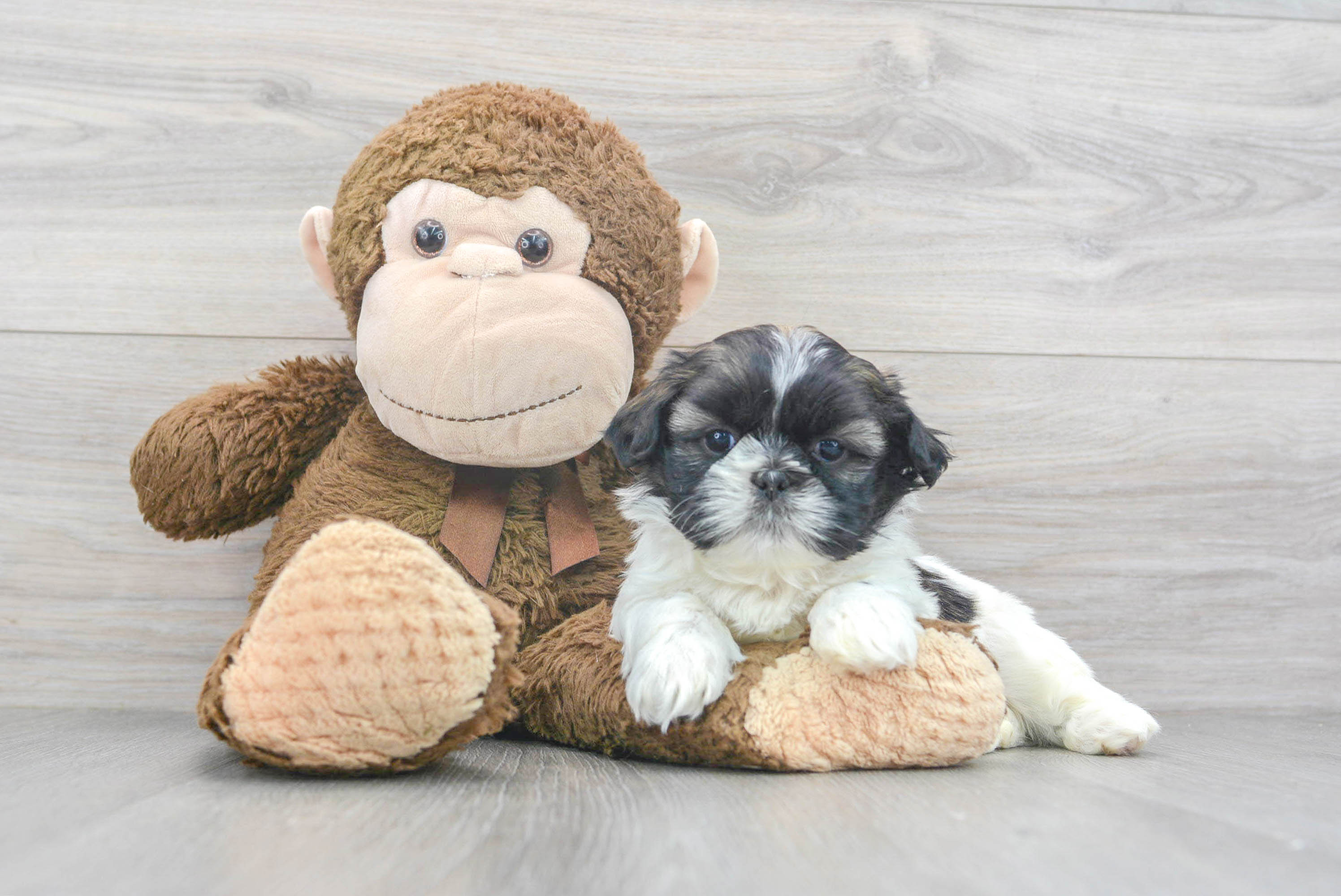 Smart Shih Tzu Hank: 4lb 4oz Purebred Puppy