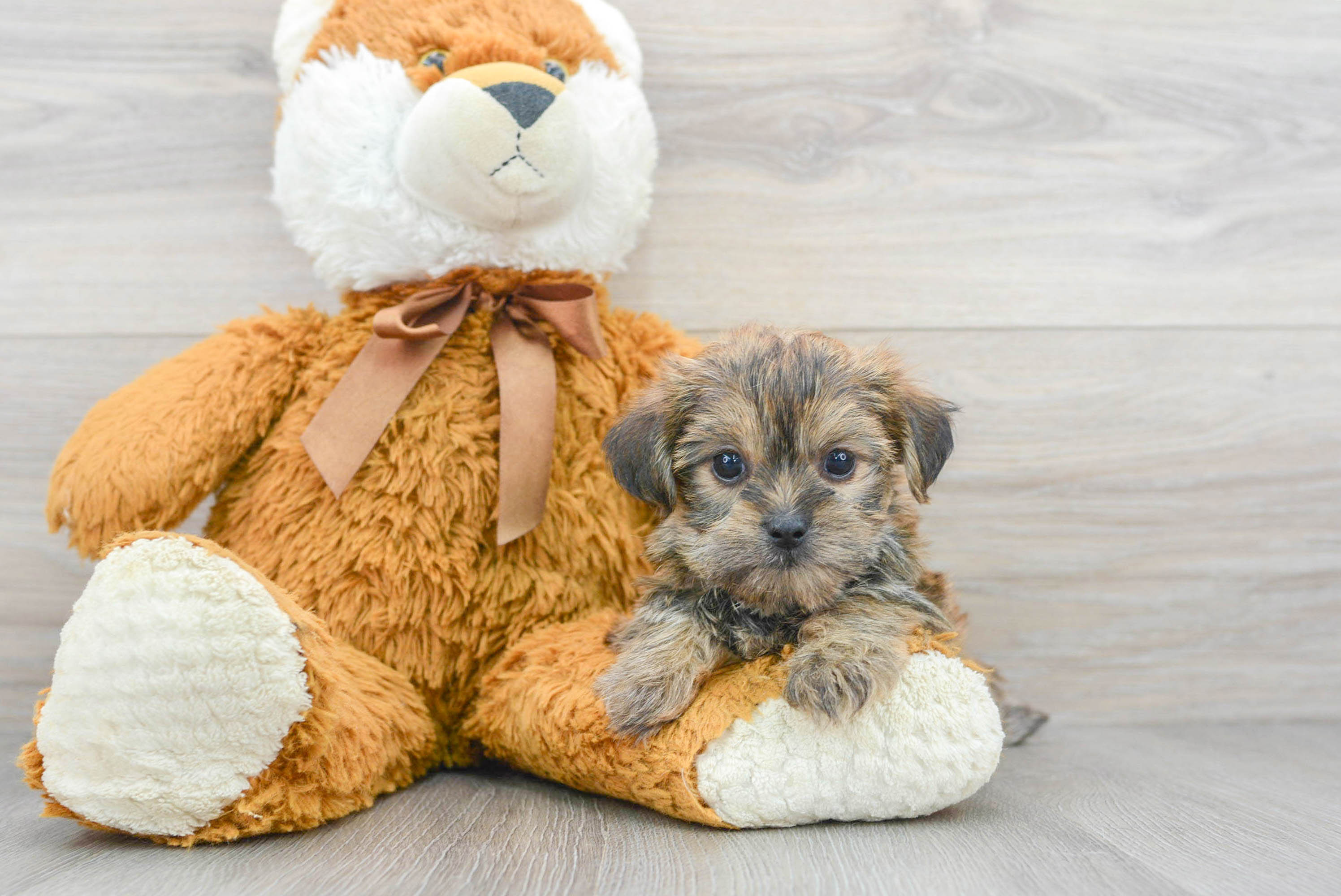 Teddy bear hot sale shorkie