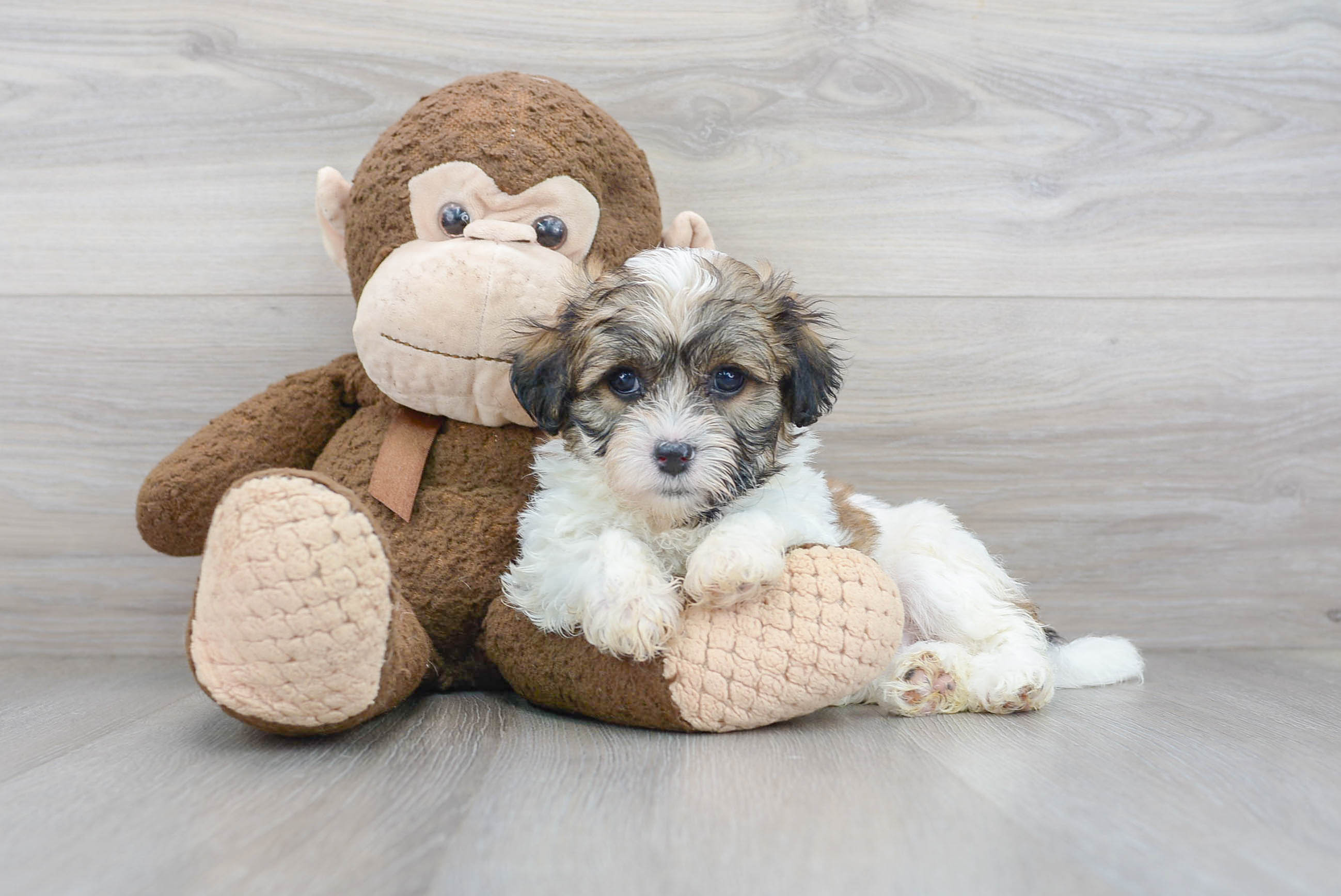 Teddy Bear Chip: 3lb 15oz Designer Puppy