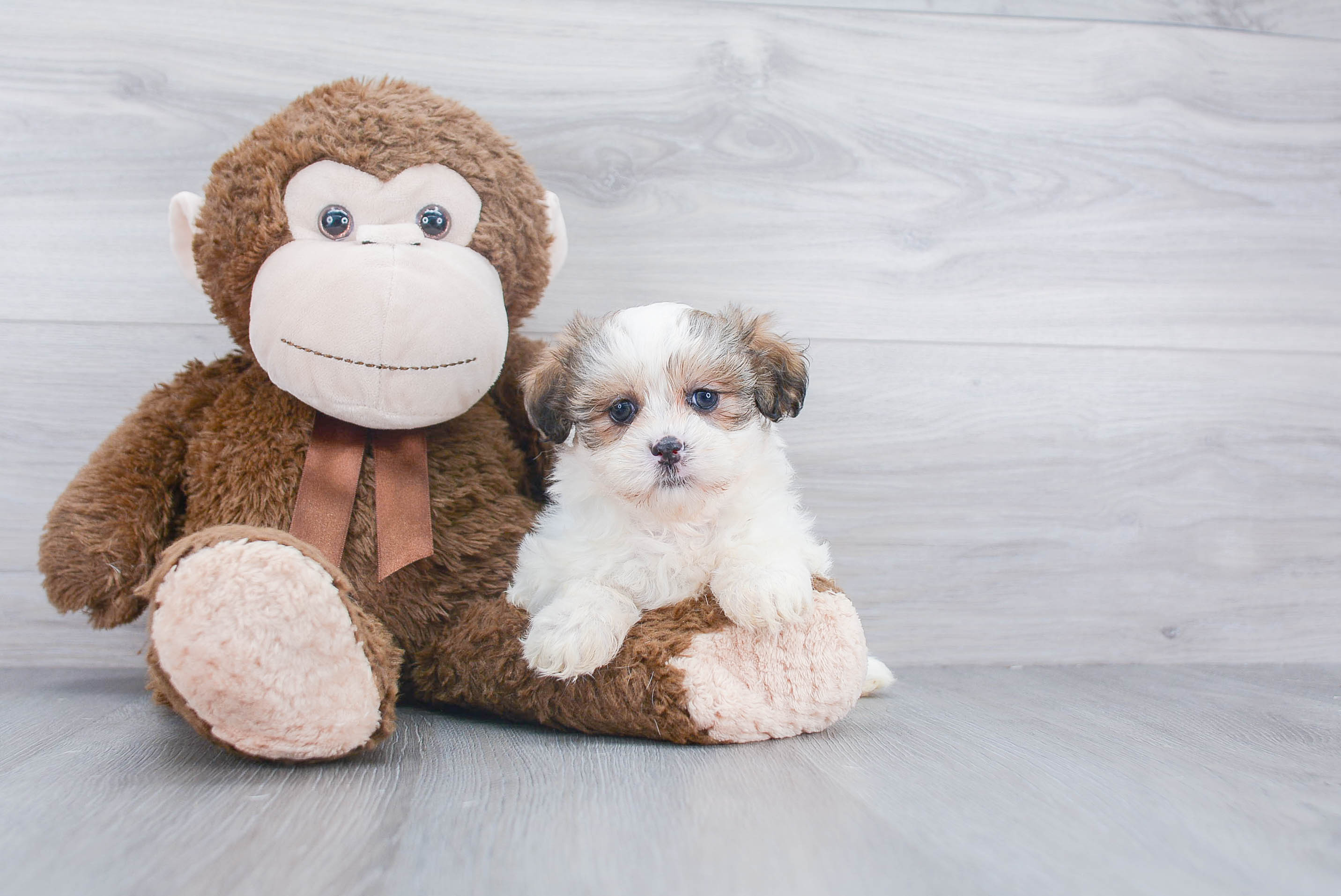 renee's teddy bear puppies