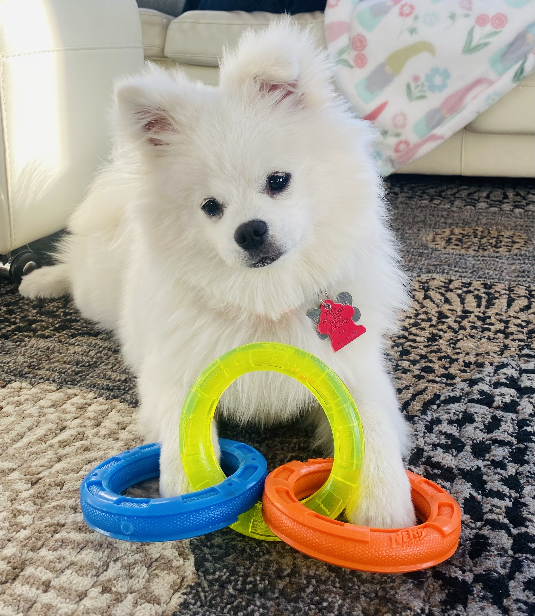 Premier shops pups pomsky