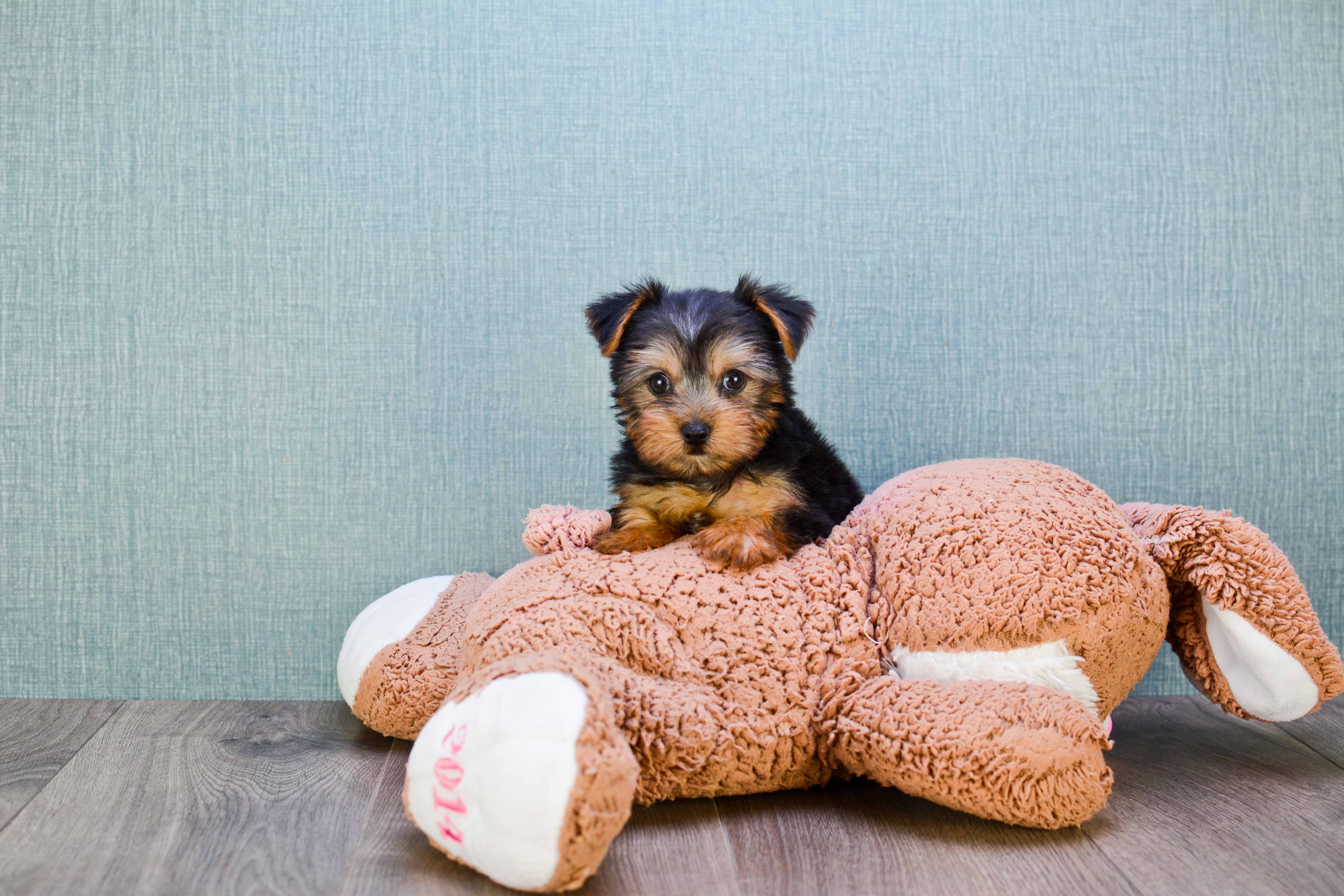 Fluffy Yorkshire Terrier Capone 1lb 10oz Purebred Puppy